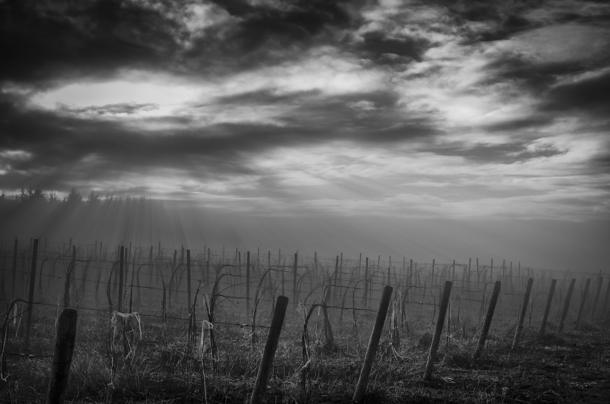 Pentax K-5 + Pentax smc DA 40mm F2.8 Limited sample photo. Sun rays over vinyard photography