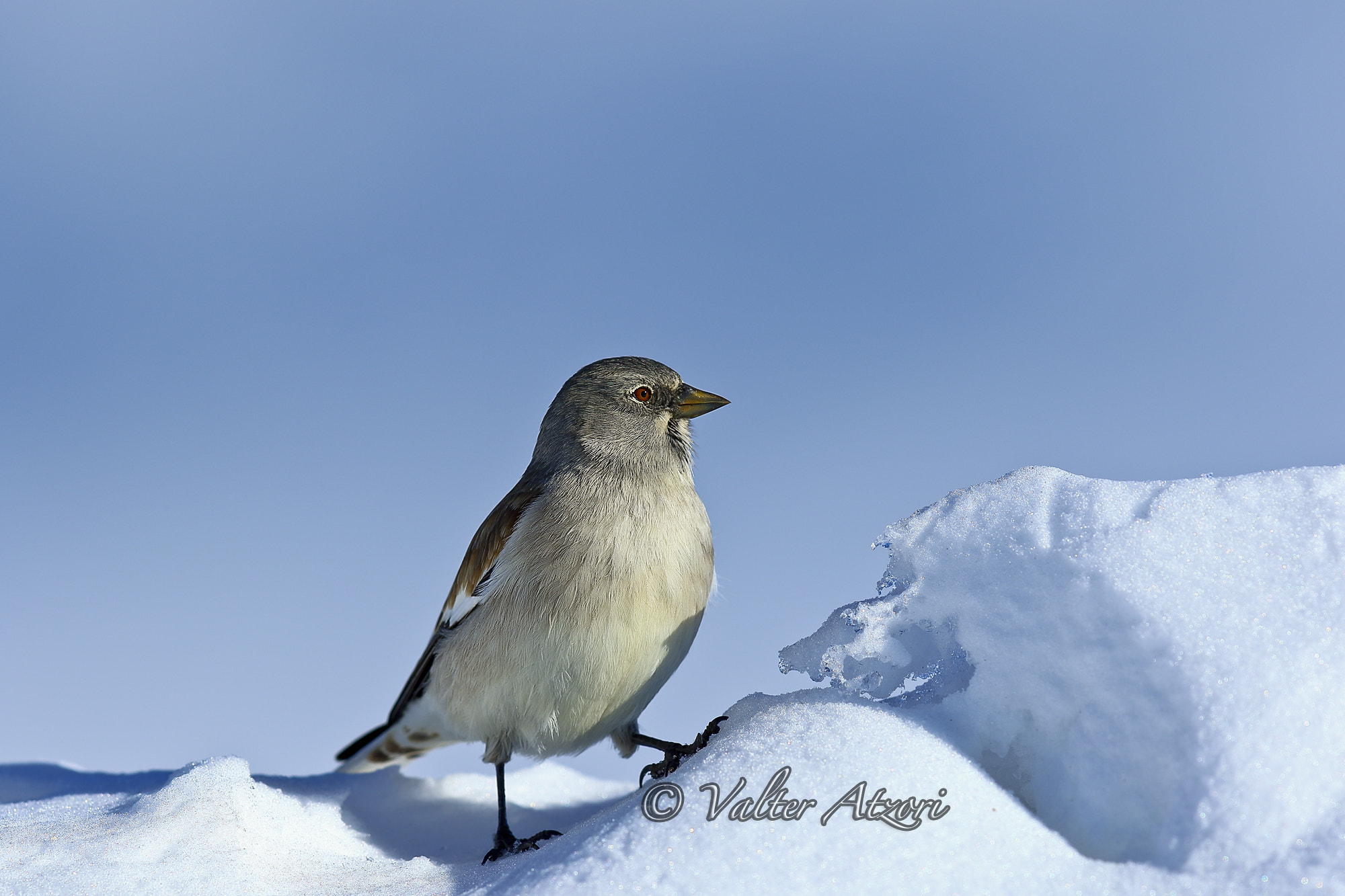 Canon EF 400mm F2.8L IS II USM sample photo. Alpine chaffinch photography