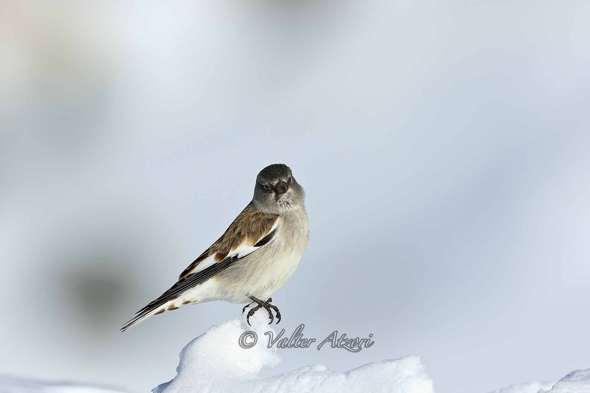 Canon EF 400mm F2.8L IS II USM sample photo. Alpine chaffinch photography