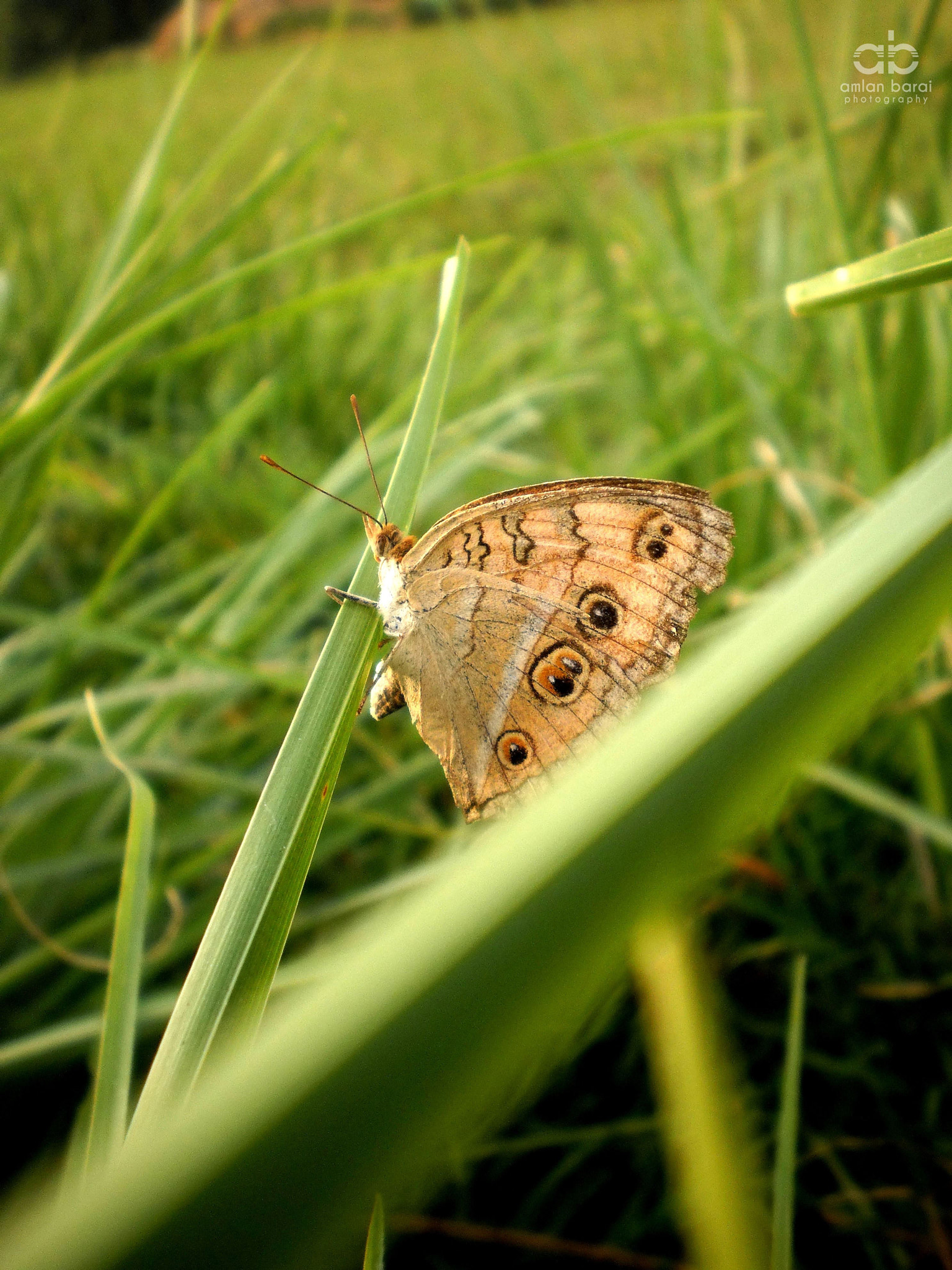 Olympus T105,T100,X36 sample photo. Wind and the butterfly... photography