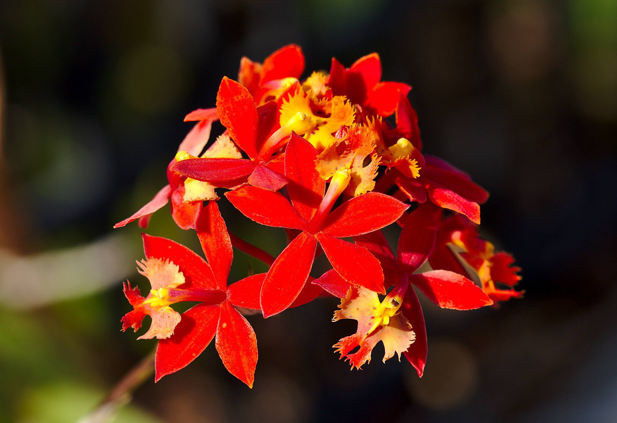 ZEISS Otus 85mm F1.4 sample photo. Mexican bird of paradise photography