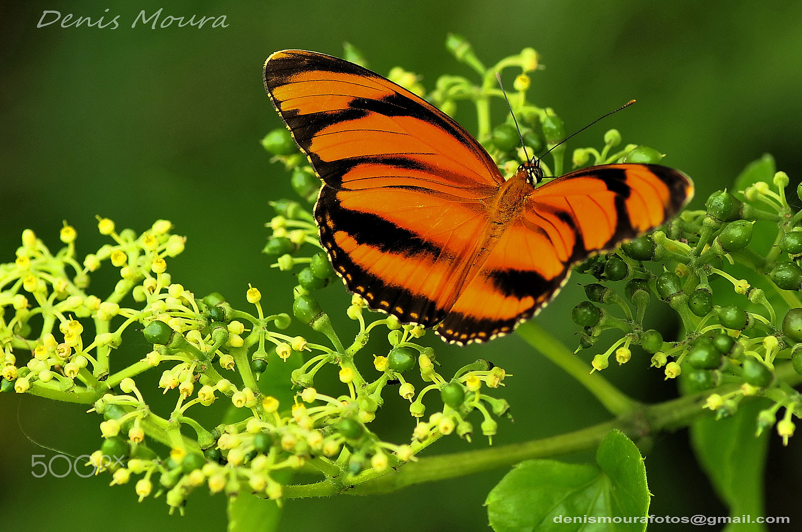 Nikon D300S + Nikon AF Nikkor 180mm F2.8D ED-IF sample photo. Borboleta photography