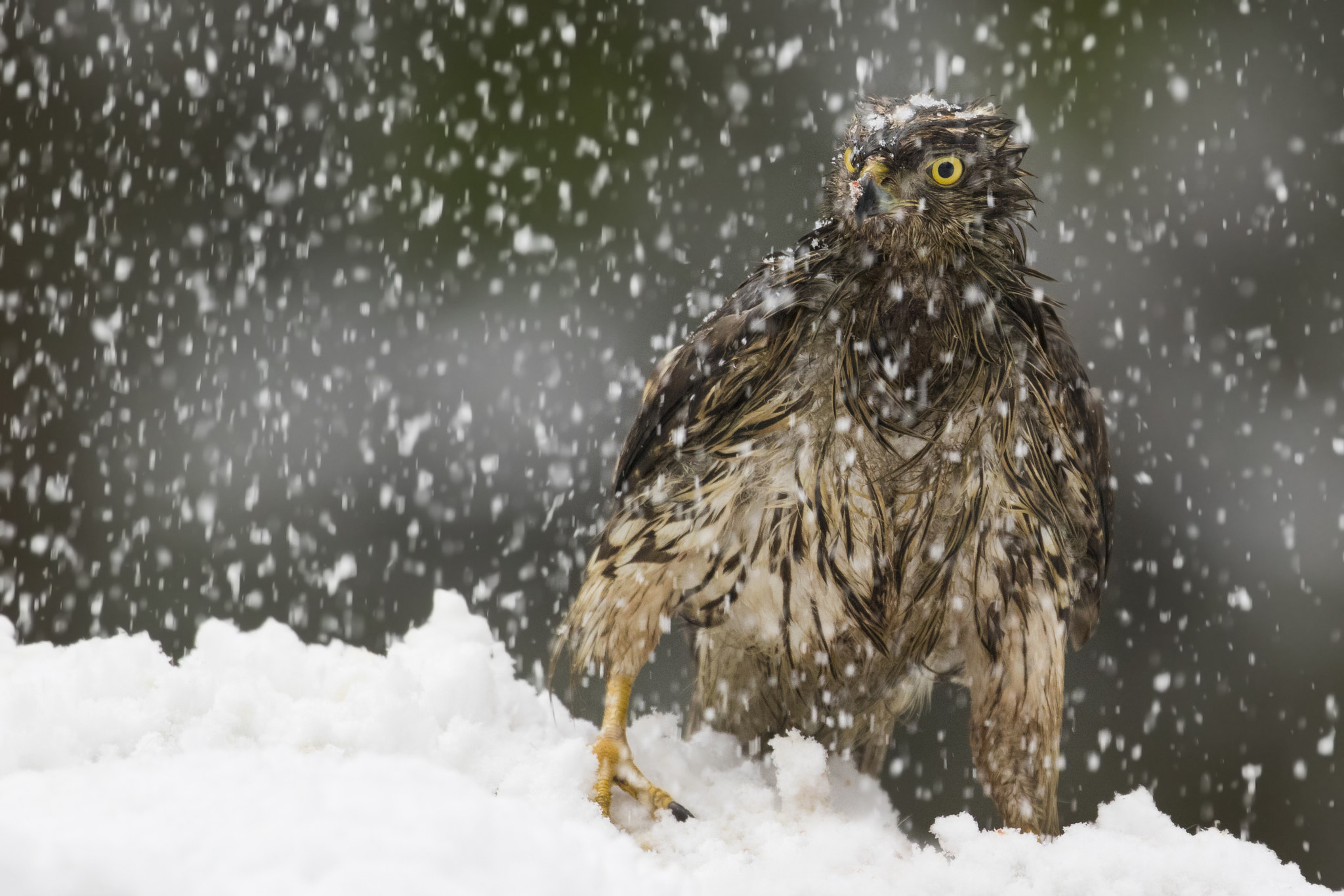 Canon EF 300mm F2.8L IS II USM sample photo. Young goshawk photography