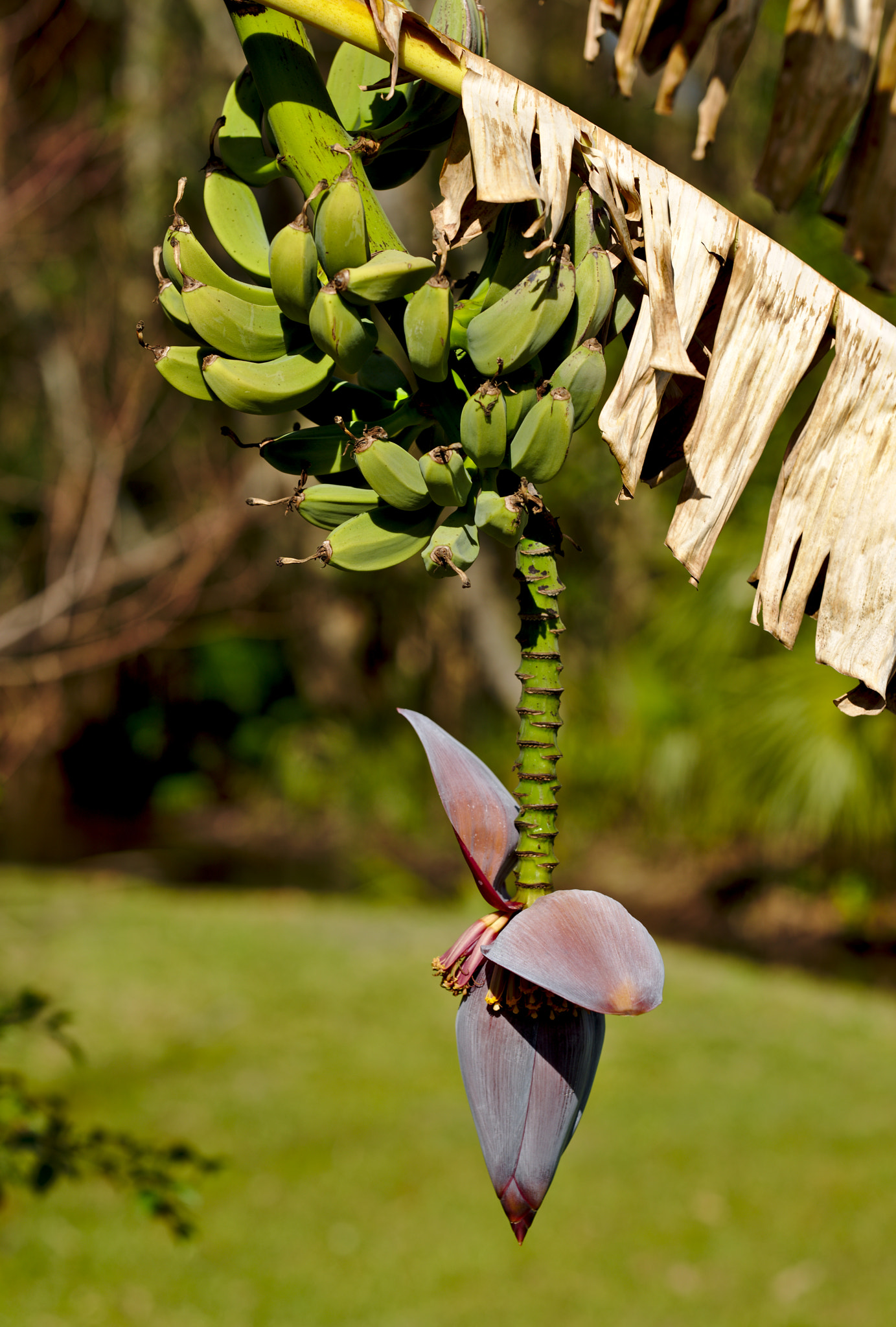 ZEISS Otus 85mm F1.4 sample photo. Wild bananas with inflorescence photography