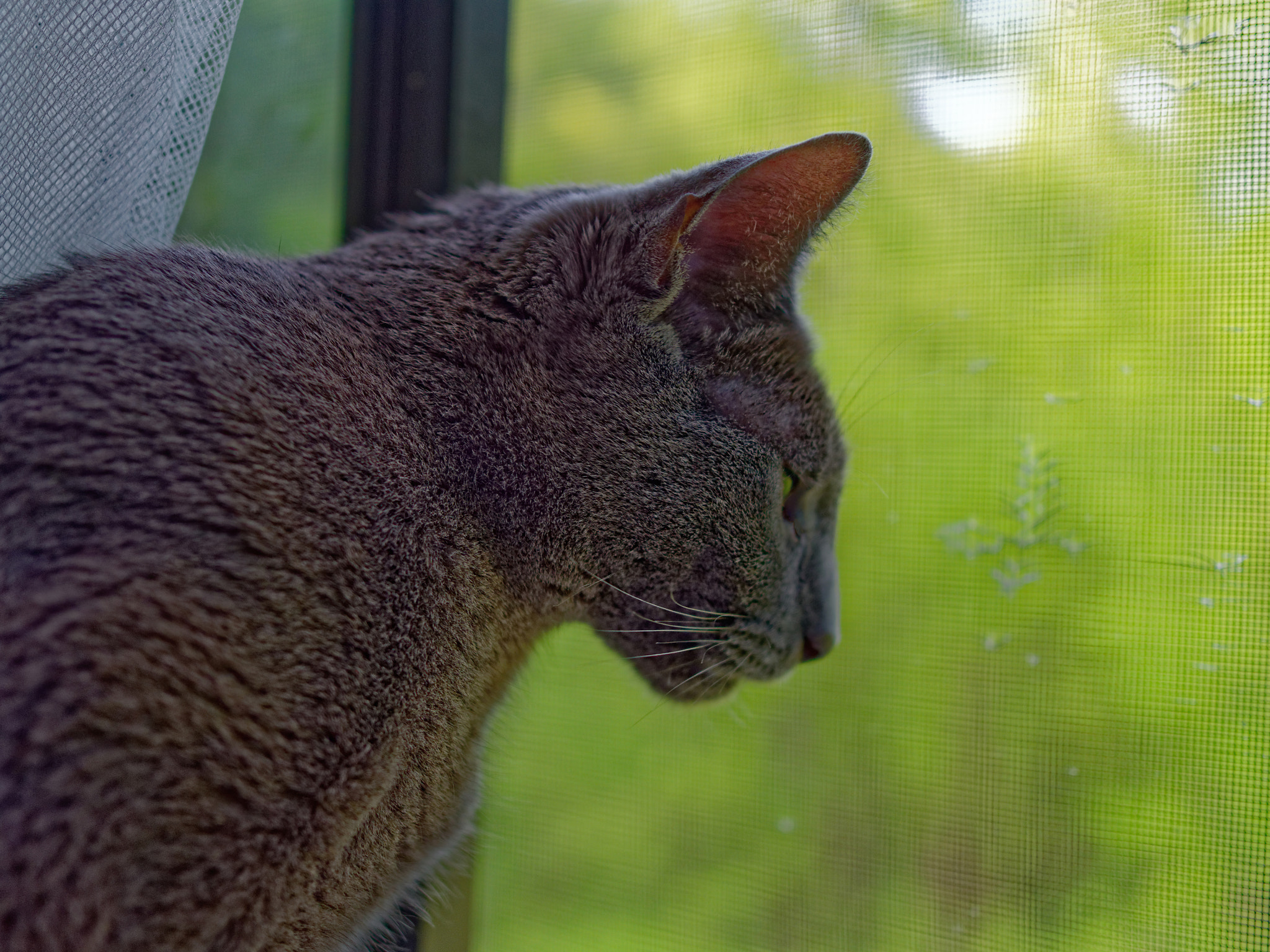 Panasonic Lumix DMC-GH4 + Olympus M.Zuiko Digital 25mm F1.8 sample photo. Nap on the window photography