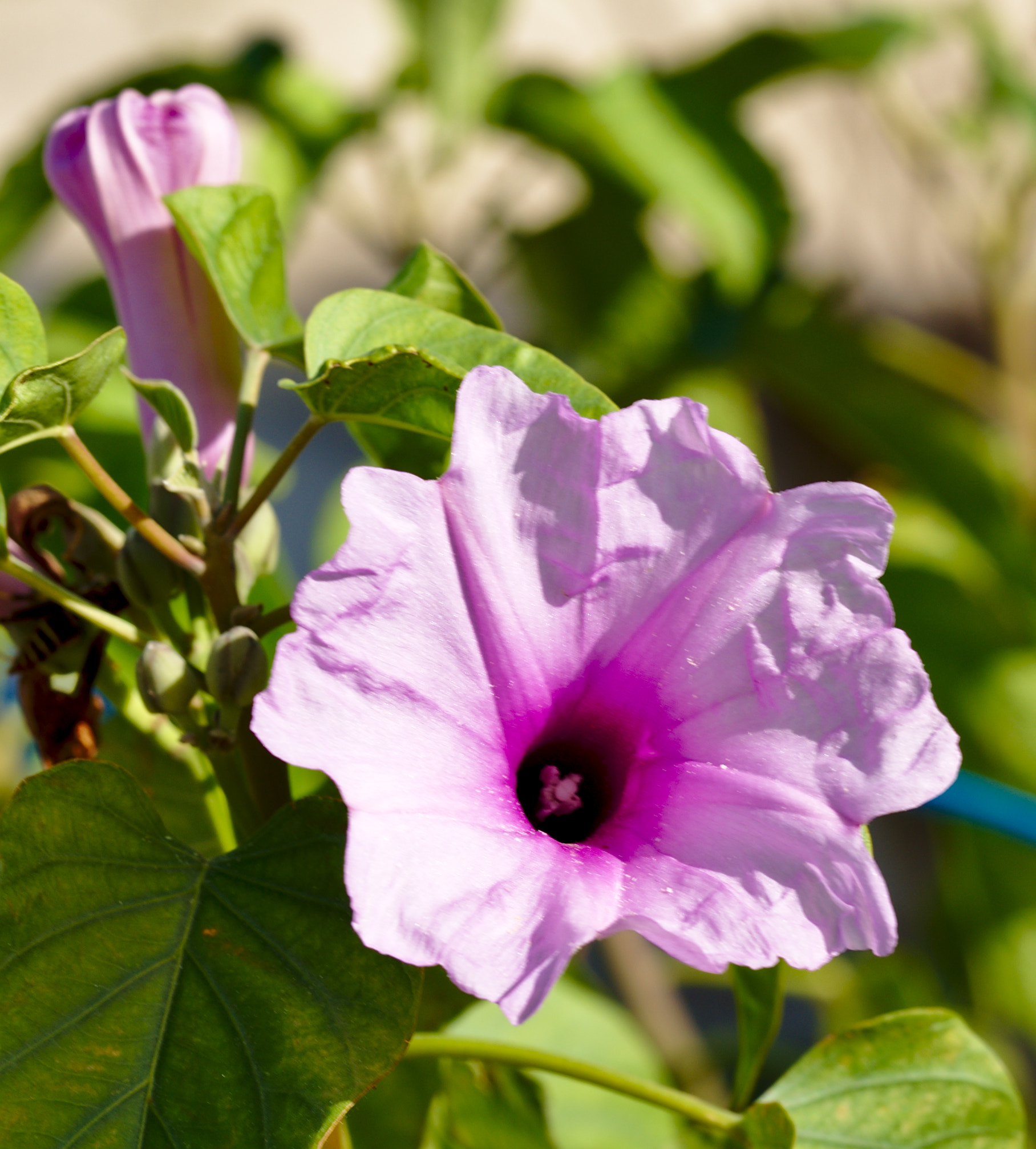 ZEISS Otus 85mm F1.4 sample photo. Morning glory or ipomea photography