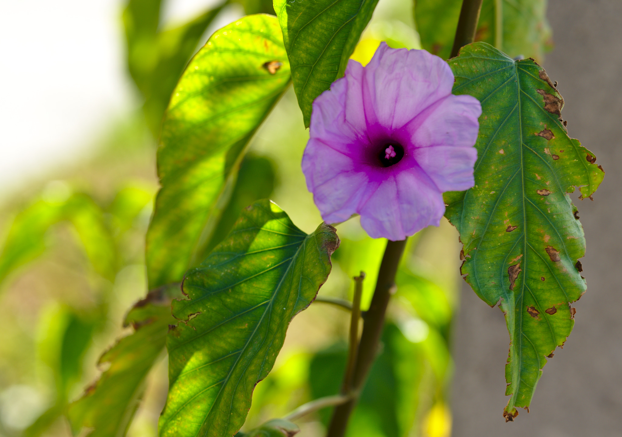ZEISS Otus 85mm F1.4 sample photo. Morning glory or ipomea photography