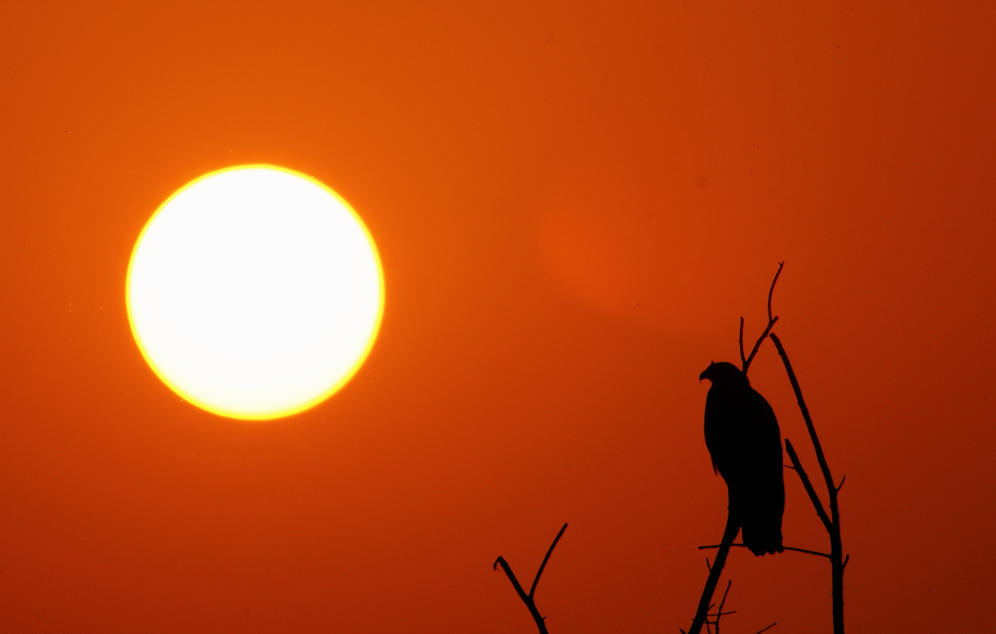 Canon EOS 550D (EOS Rebel T2i / EOS Kiss X4) + Canon EF 100-400mm F4.5-5.6L IS USM sample photo. Silhouette of a marsh eagle photography