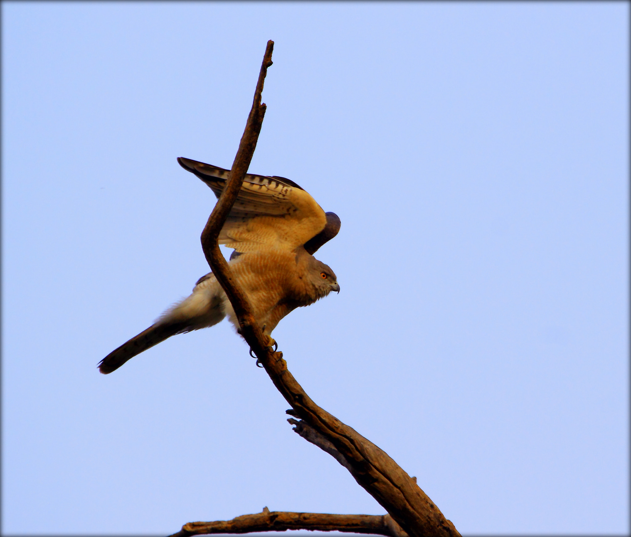 Canon EF 100-400mm F4.5-5.6L IS USM sample photo. Indian shikra or a little banded goshawk photography