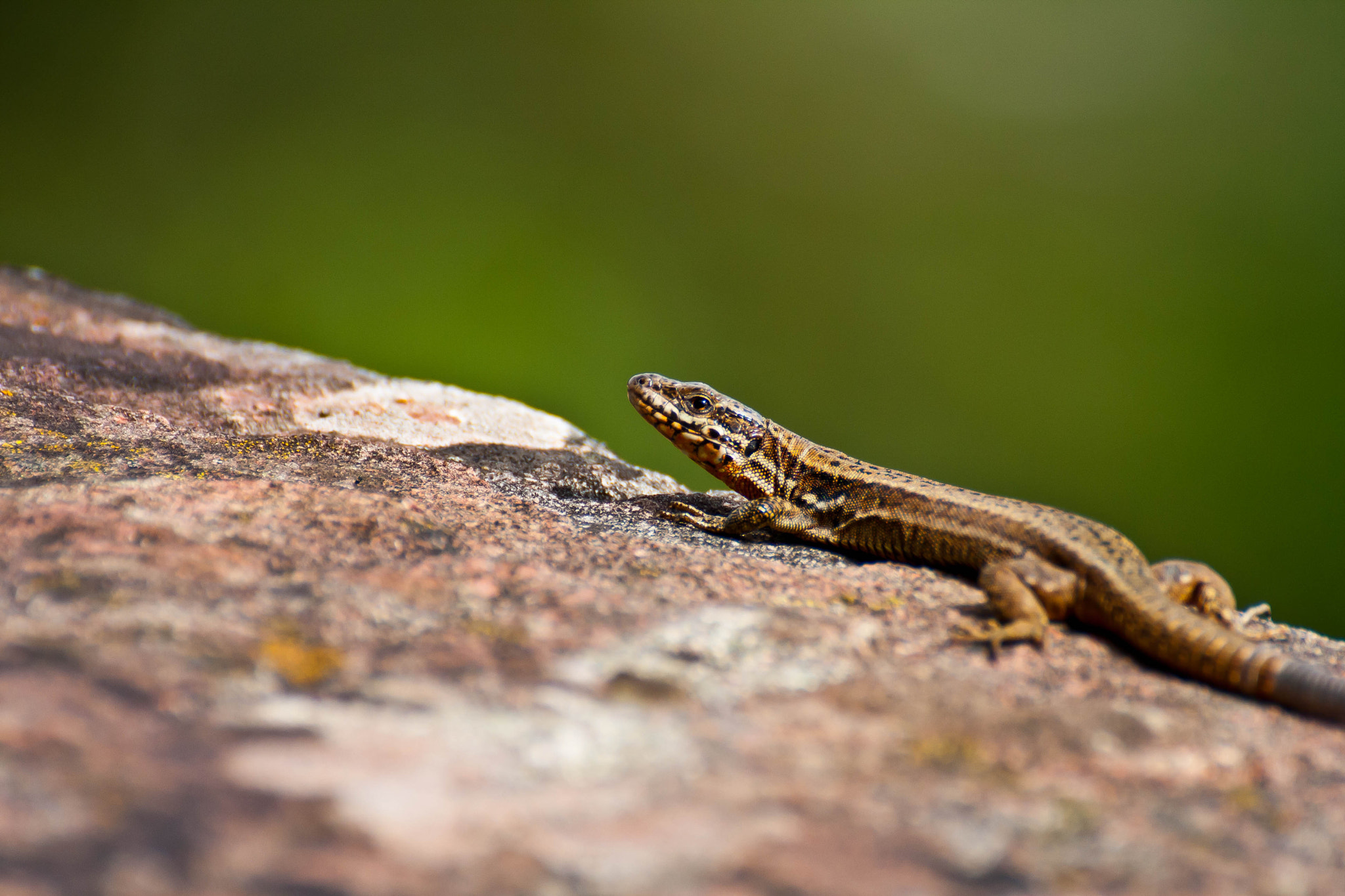 Canon EOS 1000D (EOS Digital Rebel XS / EOS Kiss F) sample photo. Lizard / eidechse photography