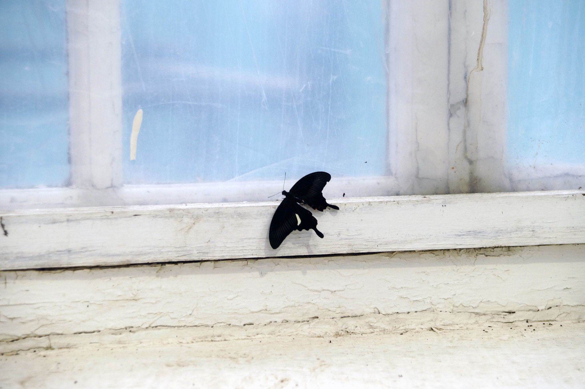 Sony DT 16-105mm F3.5-5.6 sample photo. Where is freedom? photography