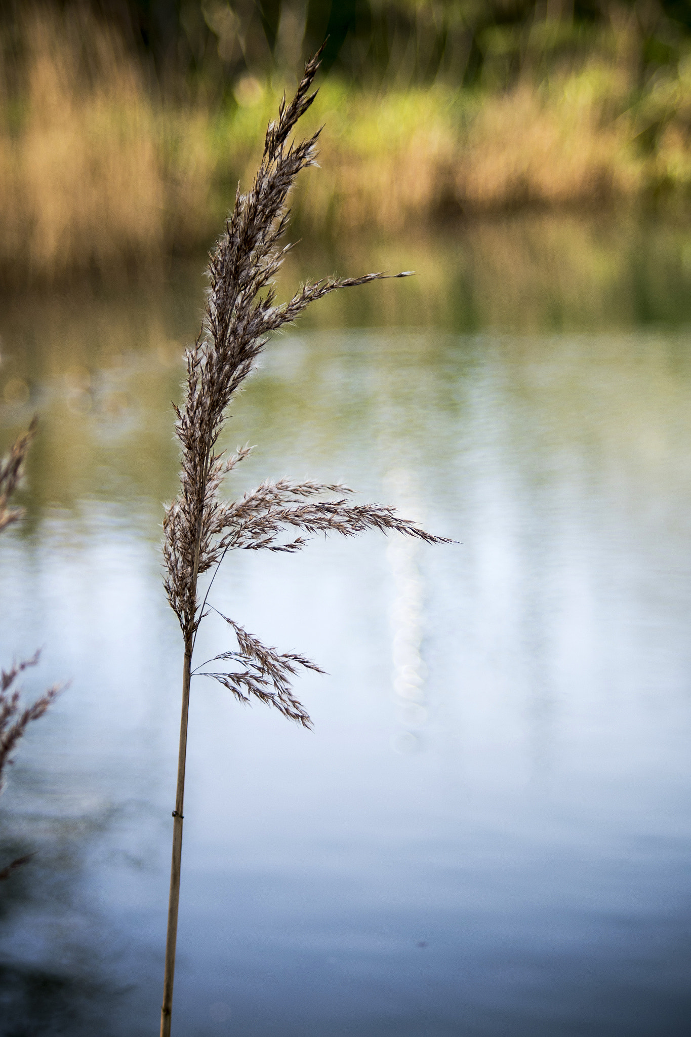 HD Pentax DA 55-300mm F4.0-5.8 ED WR sample photo. Reed me photography