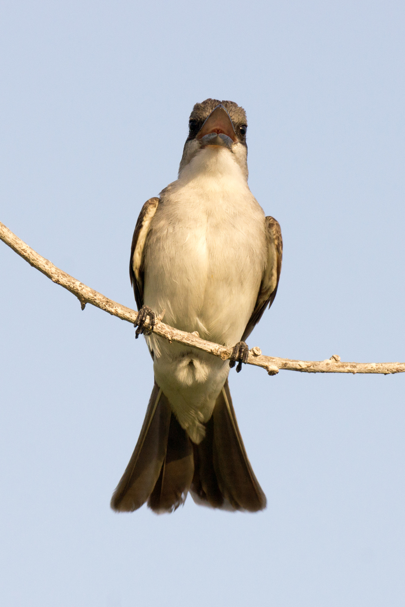 Sony 70-300mm F4.5-5.6 G SSM sample photo. Flycatcher head on photography