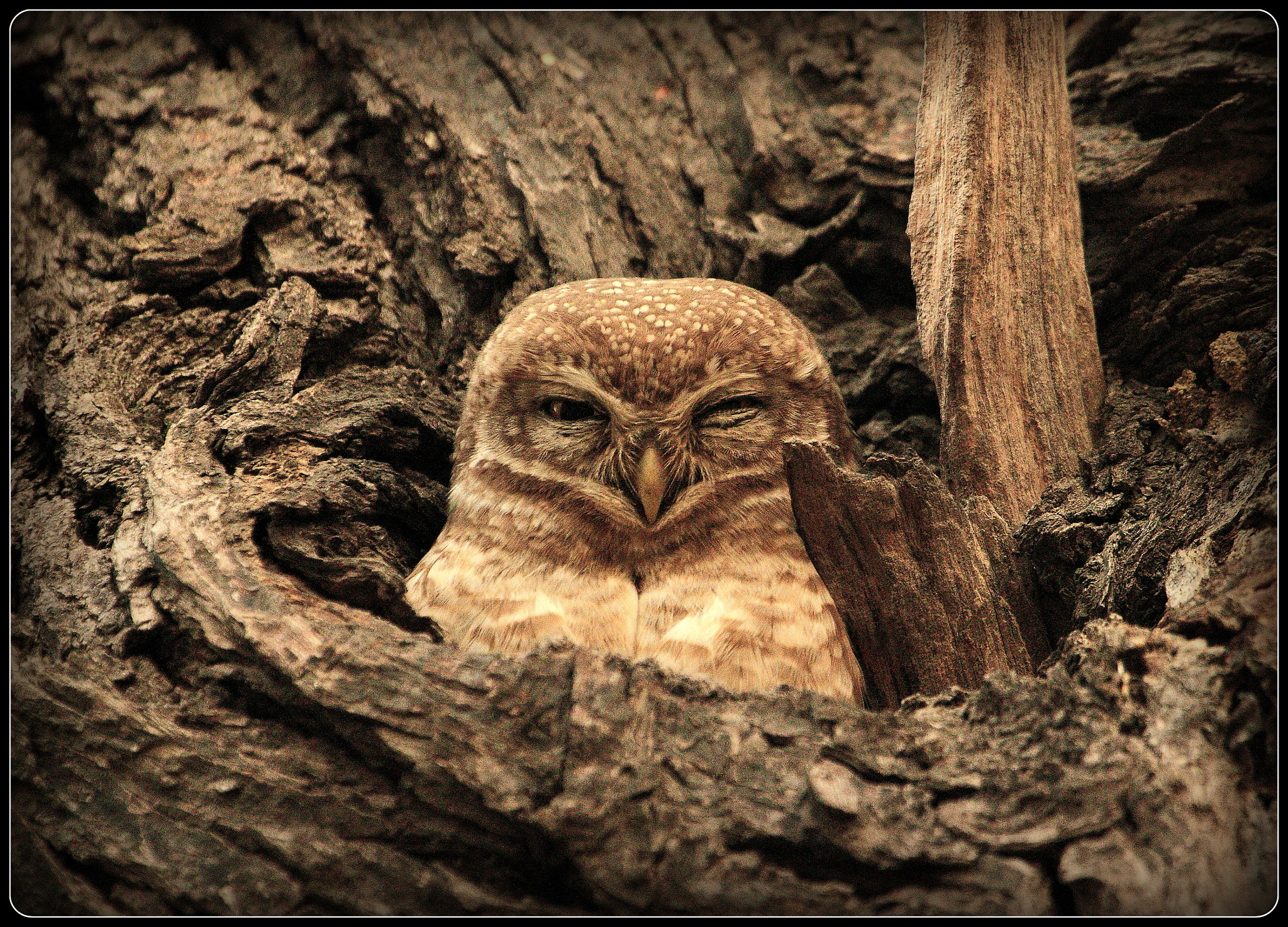 Canon EOS 550D (EOS Rebel T2i / EOS Kiss X4) + Canon EF 100-400mm F4.5-5.6L IS USM sample photo. A playful spotted owlet photography