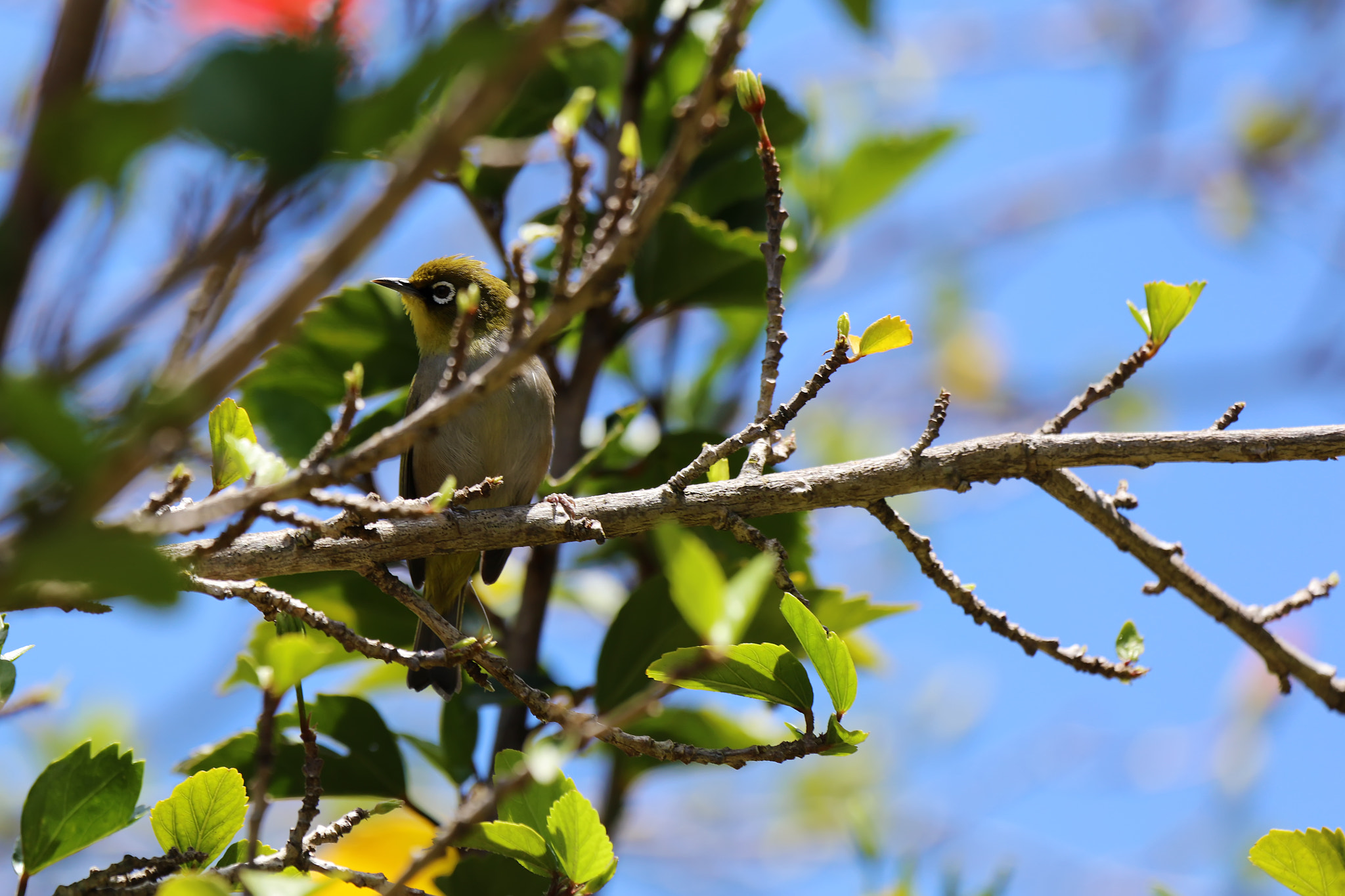 Canon EF 100-400mm F4.5-5.6L IS USM sample photo. Emerald photography