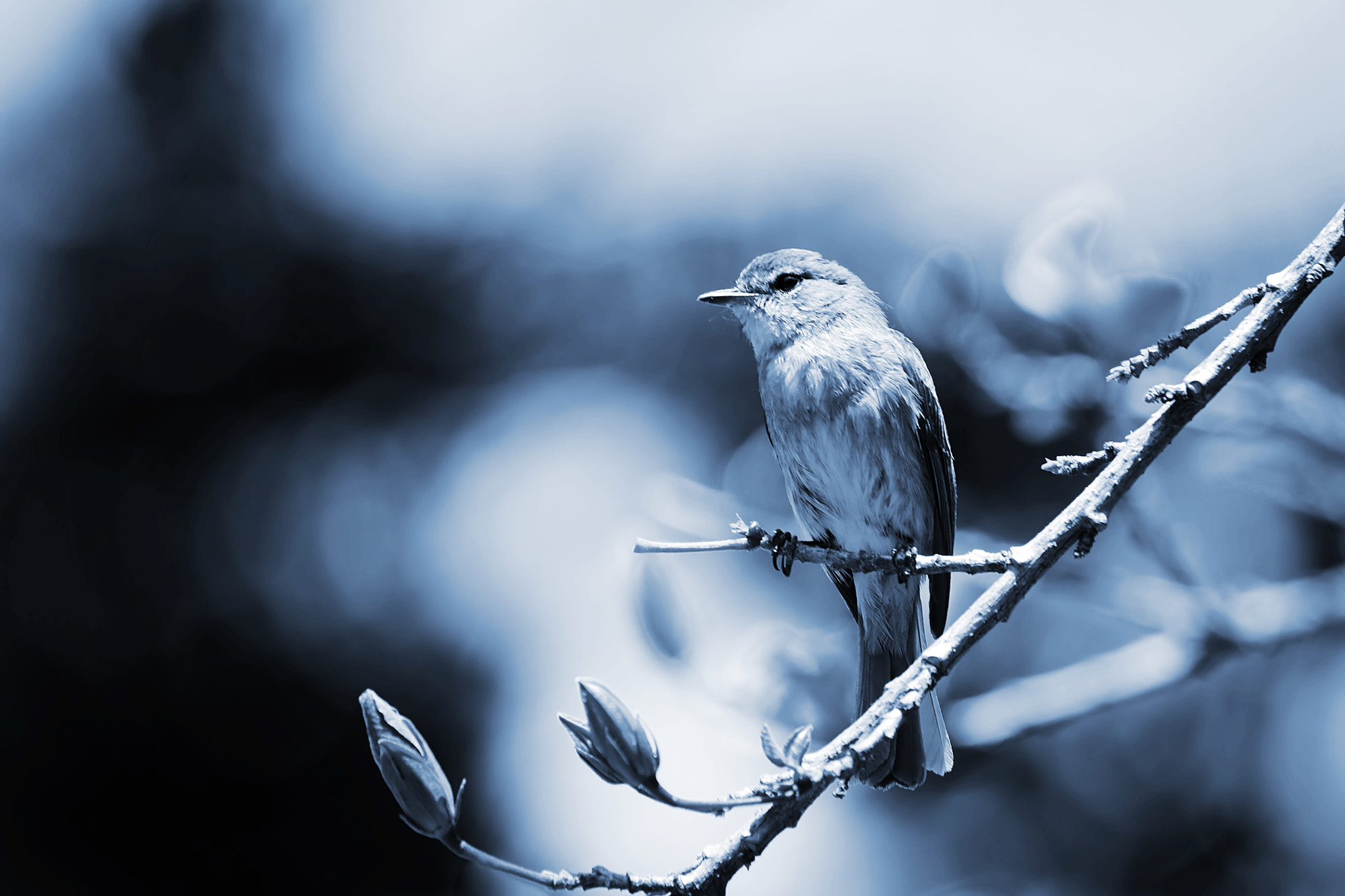 Canon EF 100-400mm F4.5-5.6L IS USM sample photo. Sparrow photography