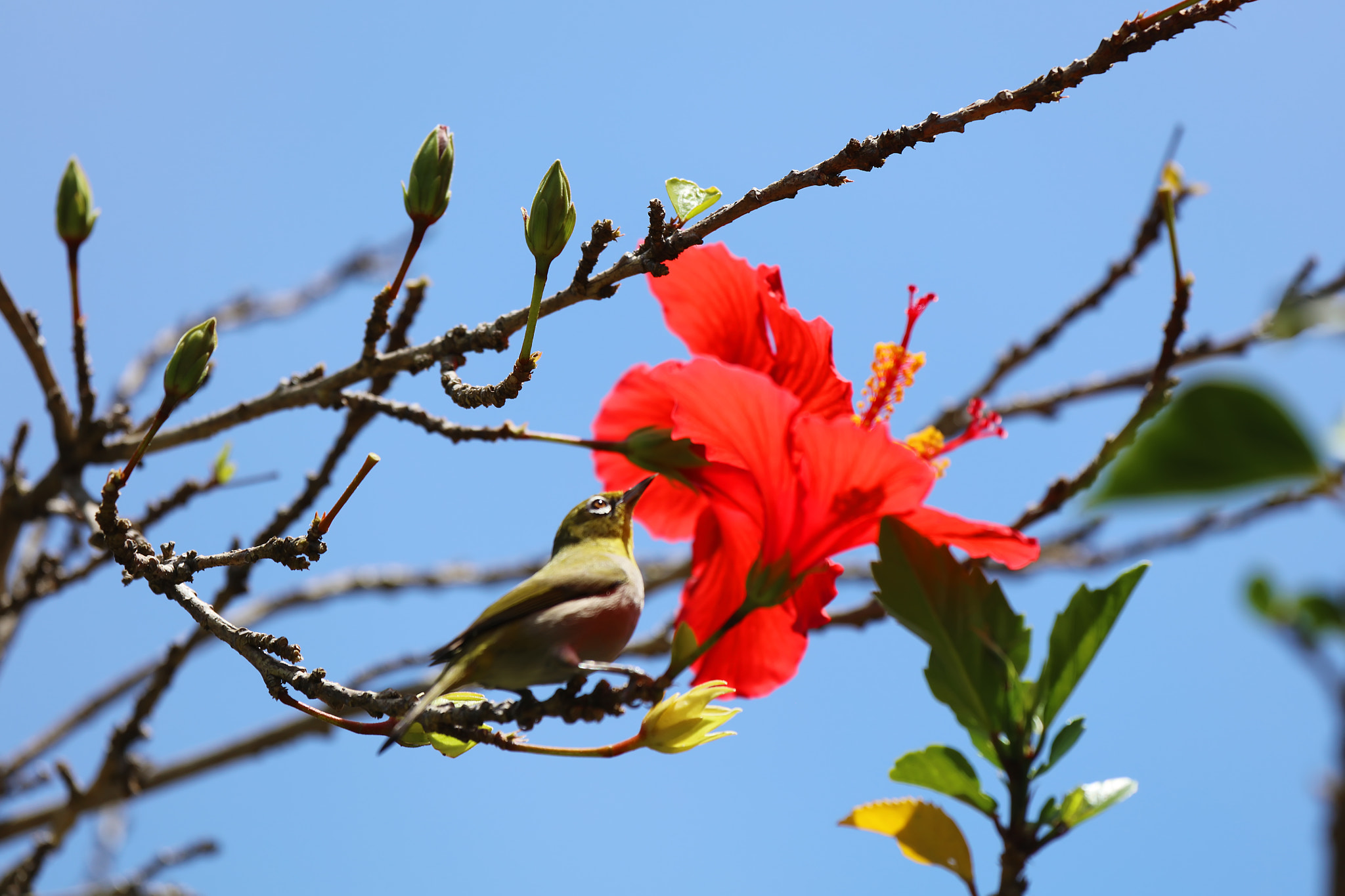 Canon EF 100-400mm F4.5-5.6L IS USM sample photo. Cape white-eye photography