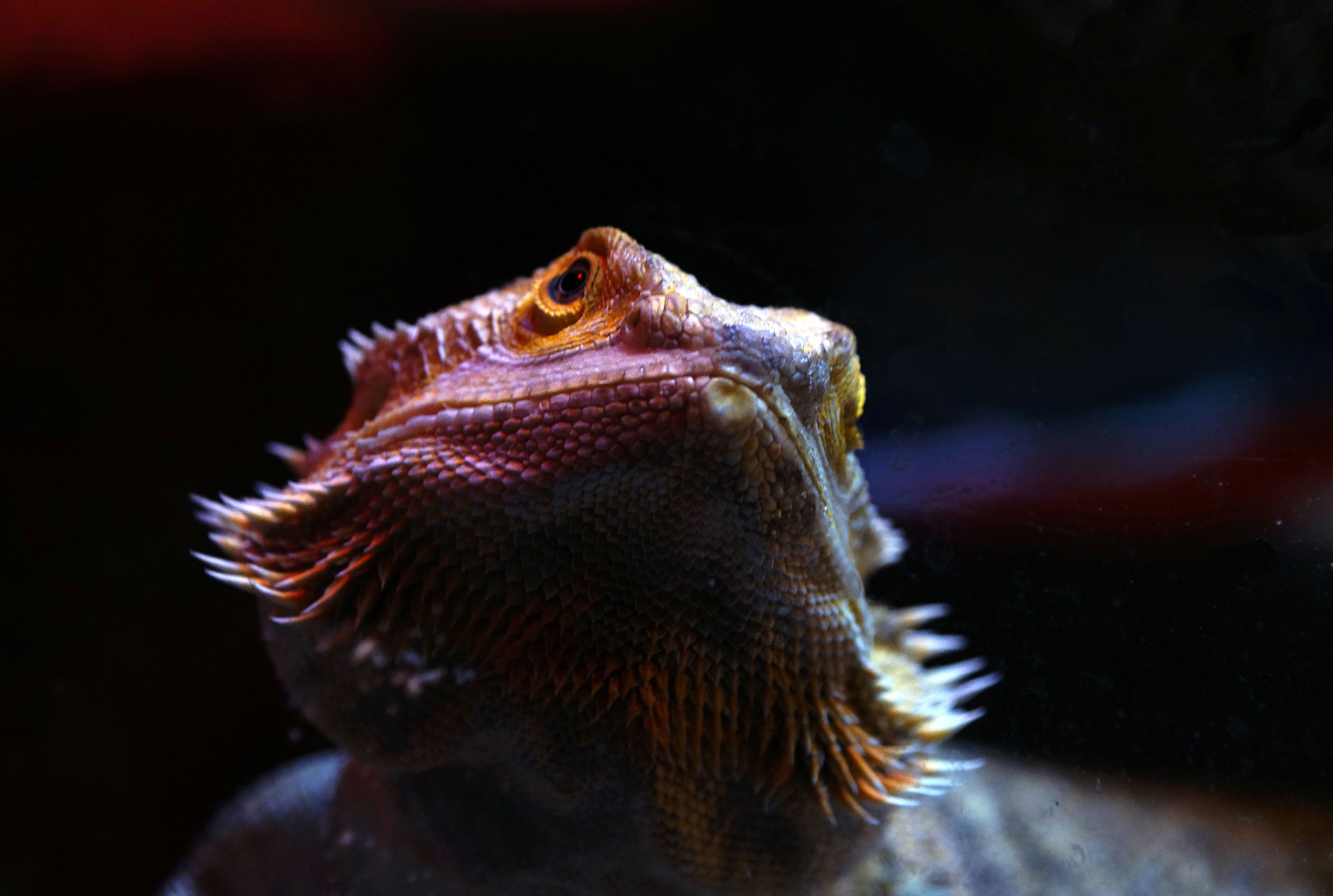 Sony DT 16-105mm F3.5-5.6 sample photo. You sayin'? photography