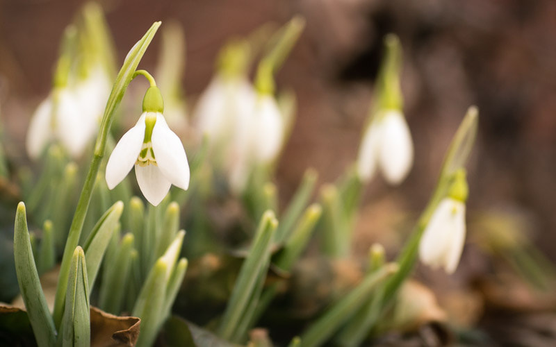 Sony ILCA-77M2 + Sigma 70mm F2.8 EX DG Macro sample photo. Snowdrops photography