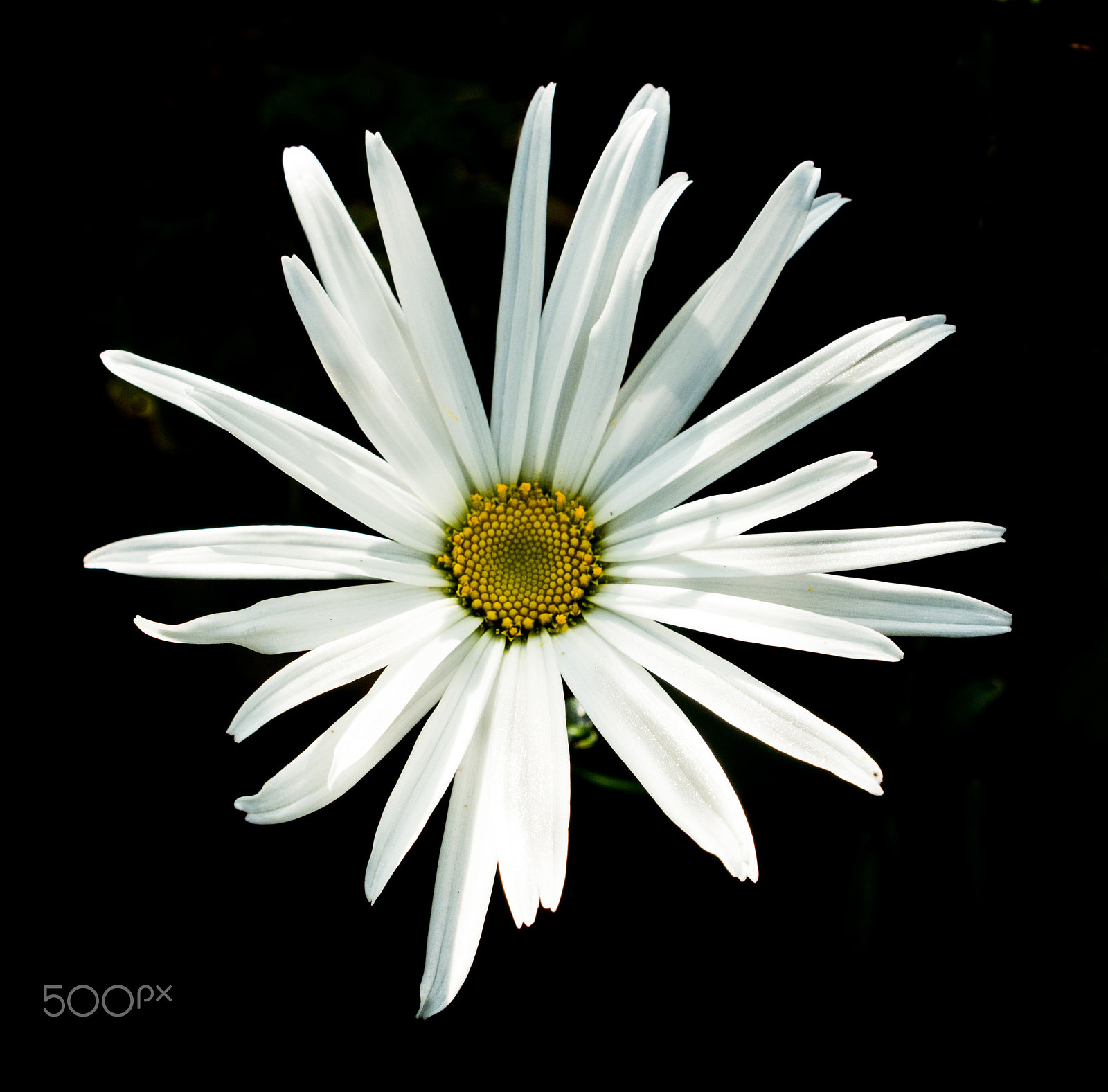 Panasonic Lumix G X Vario 12-35mm F2.8 ASPH Power OIS sample photo. Stark daisy photography