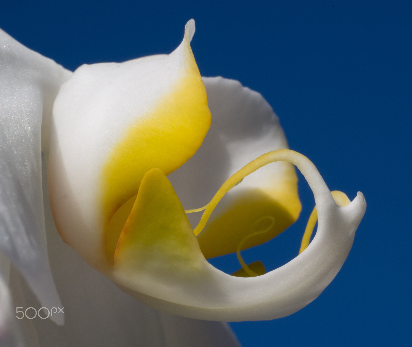 Panasonic Leica DG Macro-Elmarit 45mm F2.8 ASPH OIS sample photo. White tinged with yellow photography