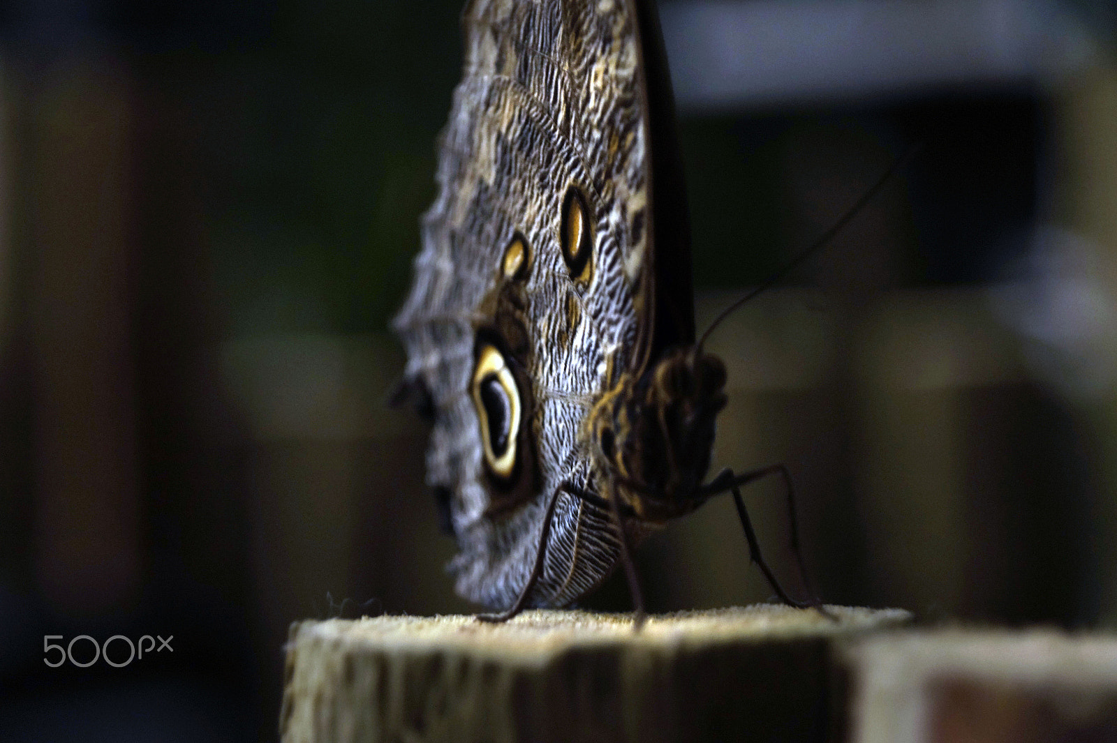 Sony DT 16-105mm F3.5-5.6 sample photo. Model photography