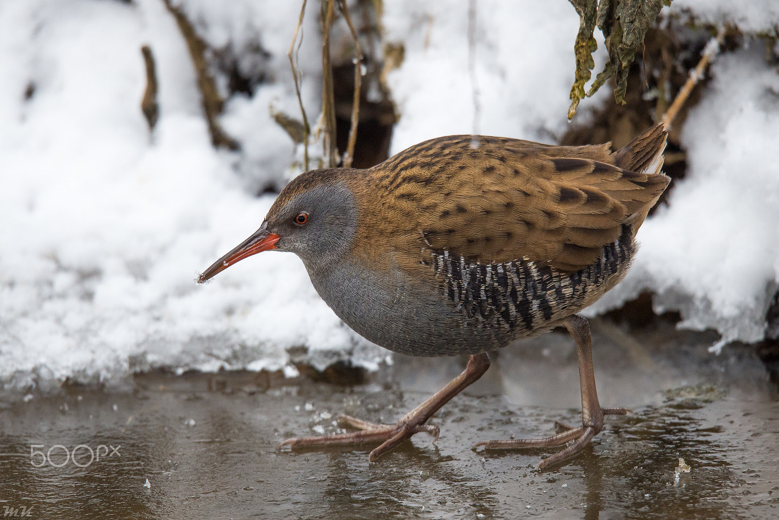 Sigma 150-600mm F5-6.3 DG OS HSM | S sample photo. Water rail photography
