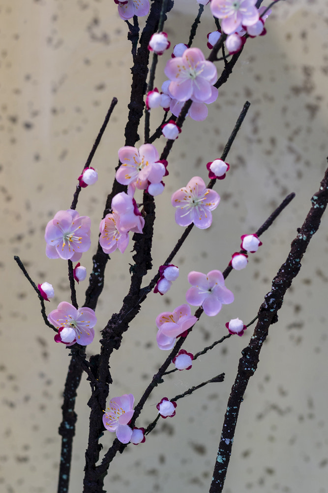 Canon EOS M3 + Canon EF 50mm F1.8 II sample photo. Plum tree photography
