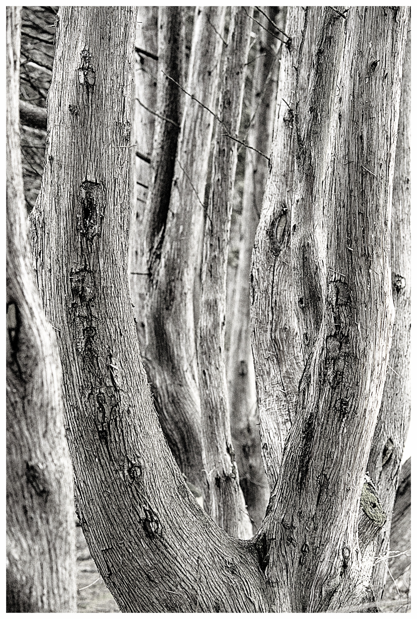 Nikon D800 + Nikon AF Nikkor 105mm F2D DC sample photo. Layers of trees photography