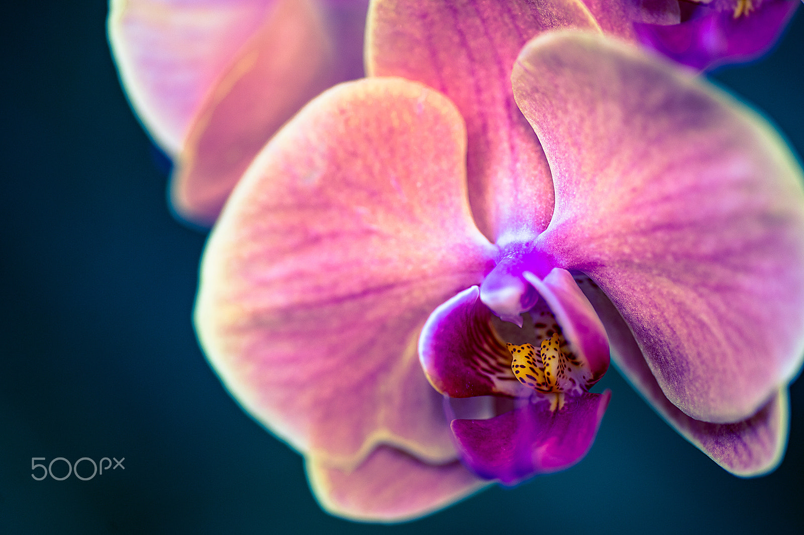 Nikon Df sample photo. Pink orchid photography