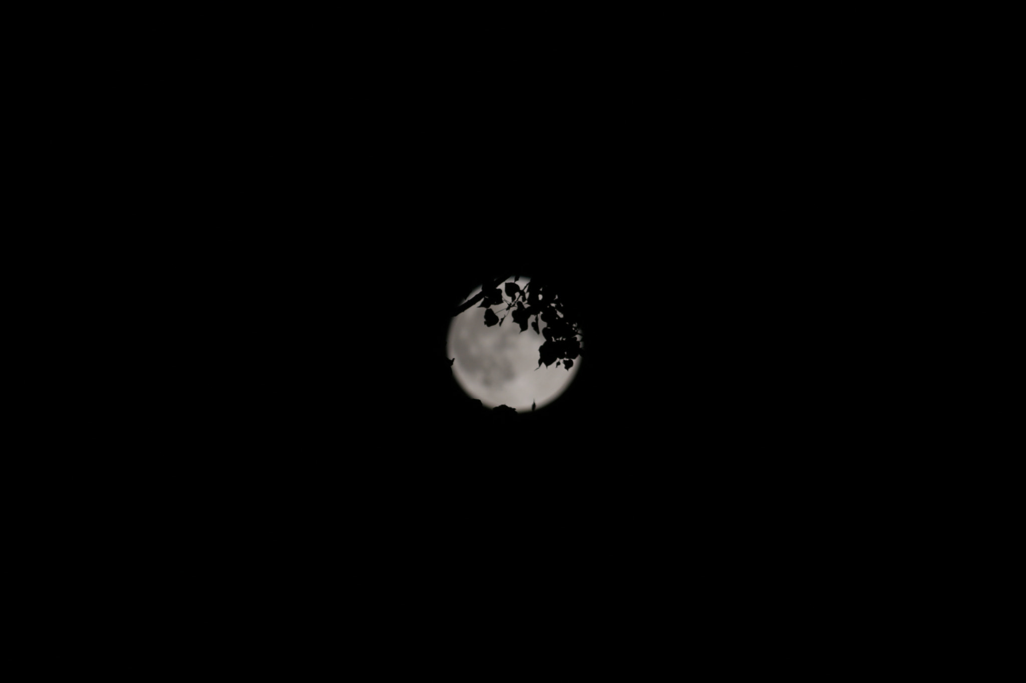 Canon EOS 760D (EOS Rebel T6s / EOS 8000D) sample photo. Blurry moon behind a tree photography
