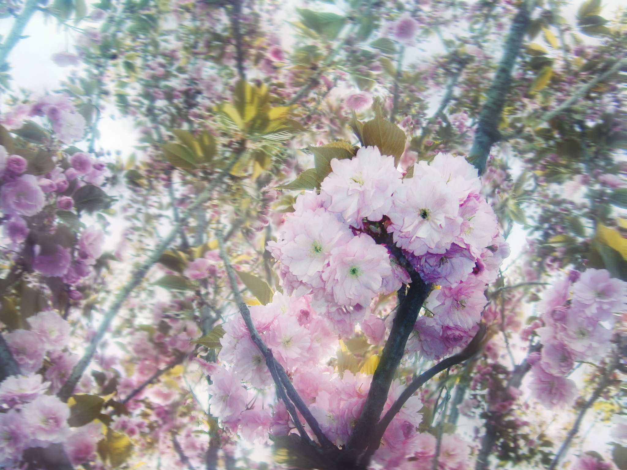 Olympus VG145,VG140,D715 sample photo. Spring flowers photography