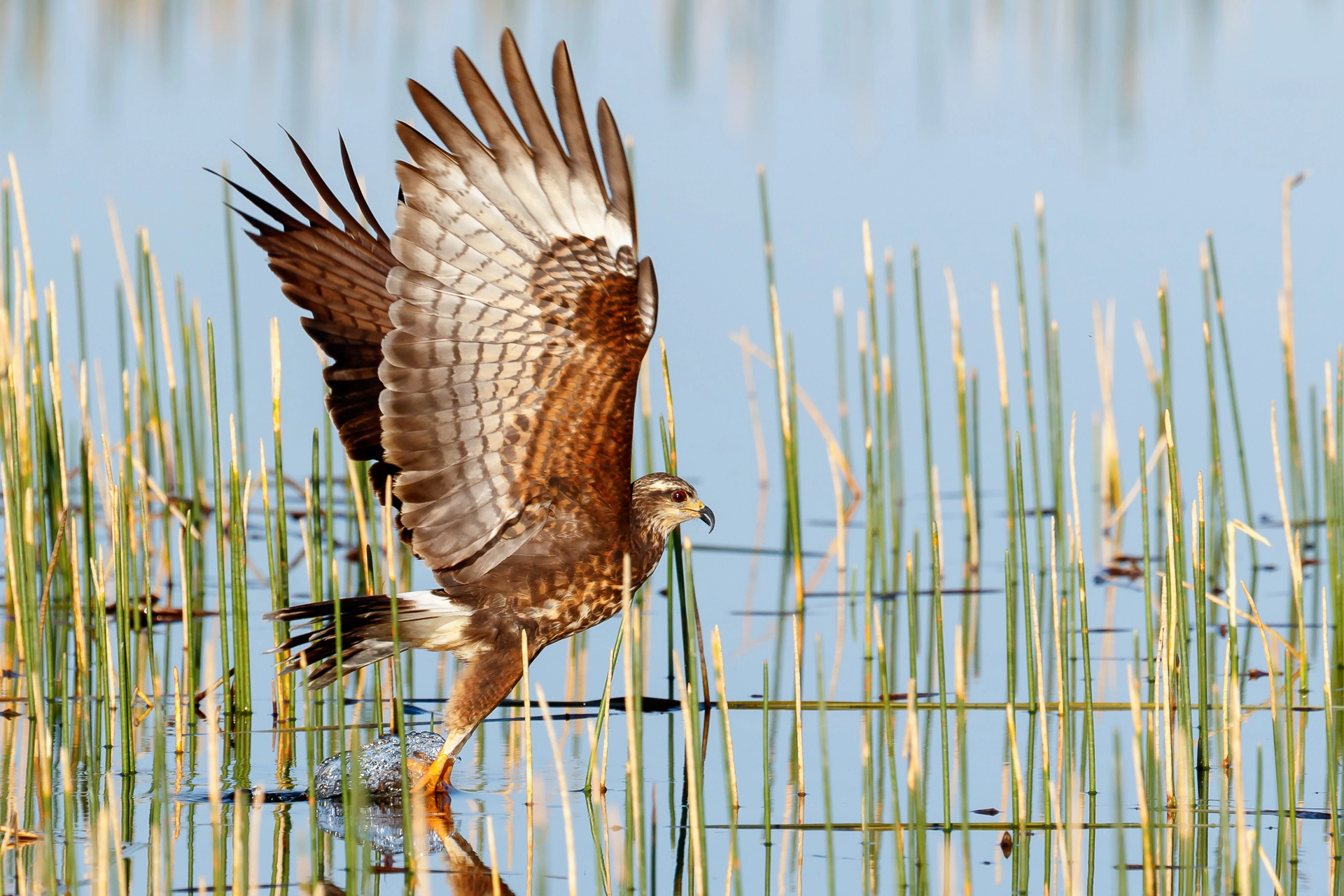 Canon EF 300mm F2.8L IS II USM sample photo. Snail kite grabbing the snail photography