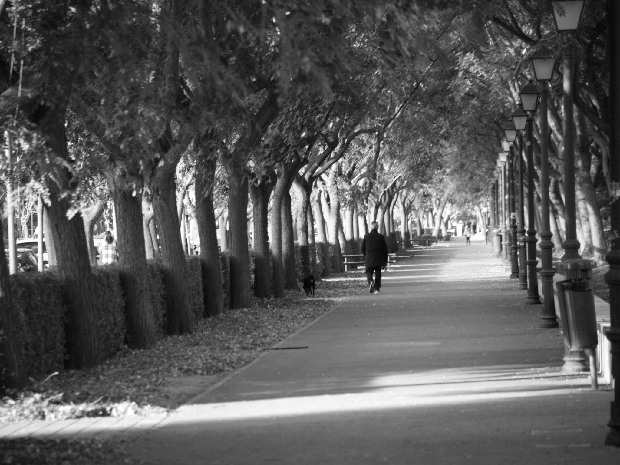 Tamron AF 28-200mm F3.8-5.6 XR Di Aspherical (IF) Macro sample photo. Walking man with a dog photography