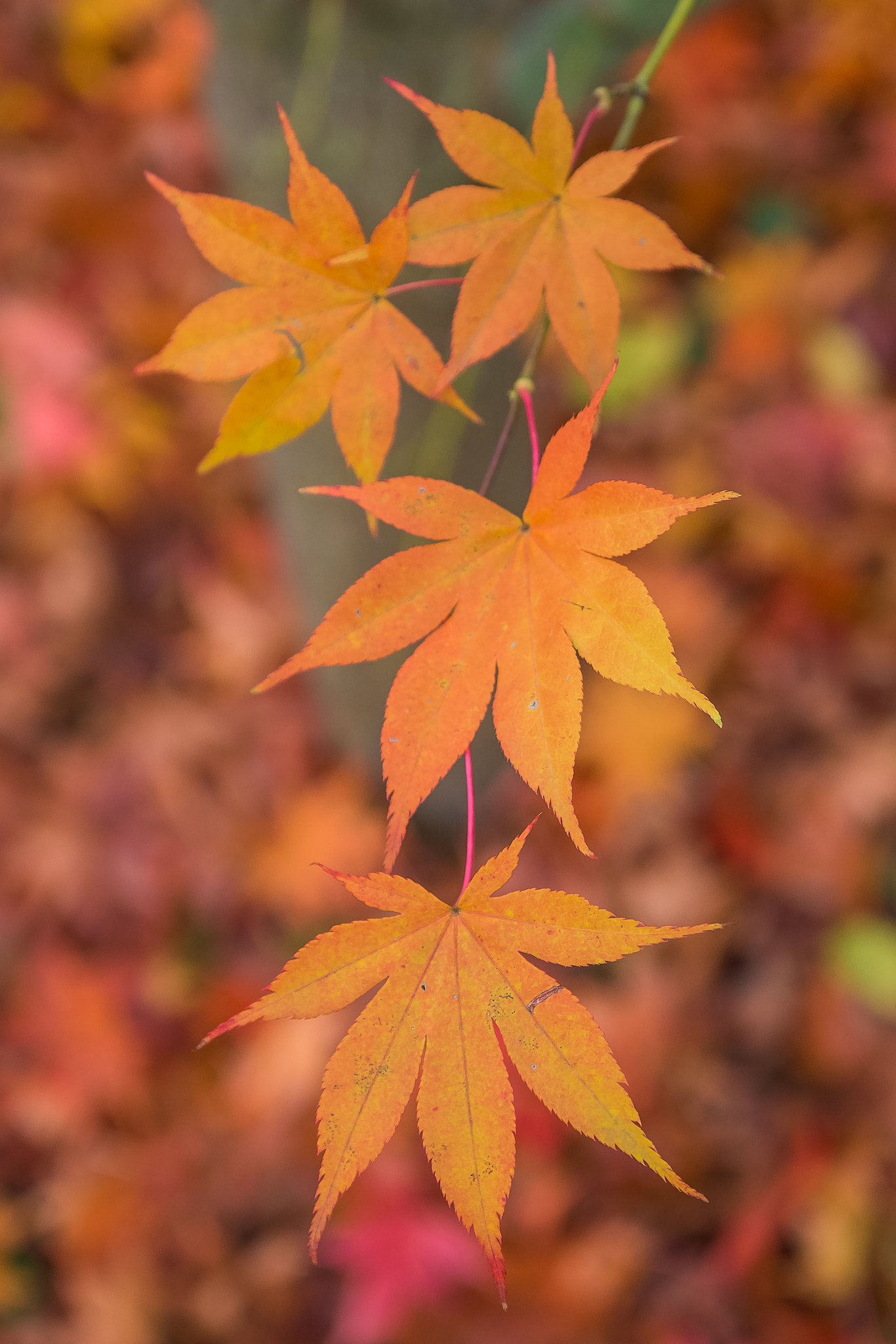 Sigma 17-70mm F2.8-4 DC Macro OS HSM sample photo. Flashback to fall photography