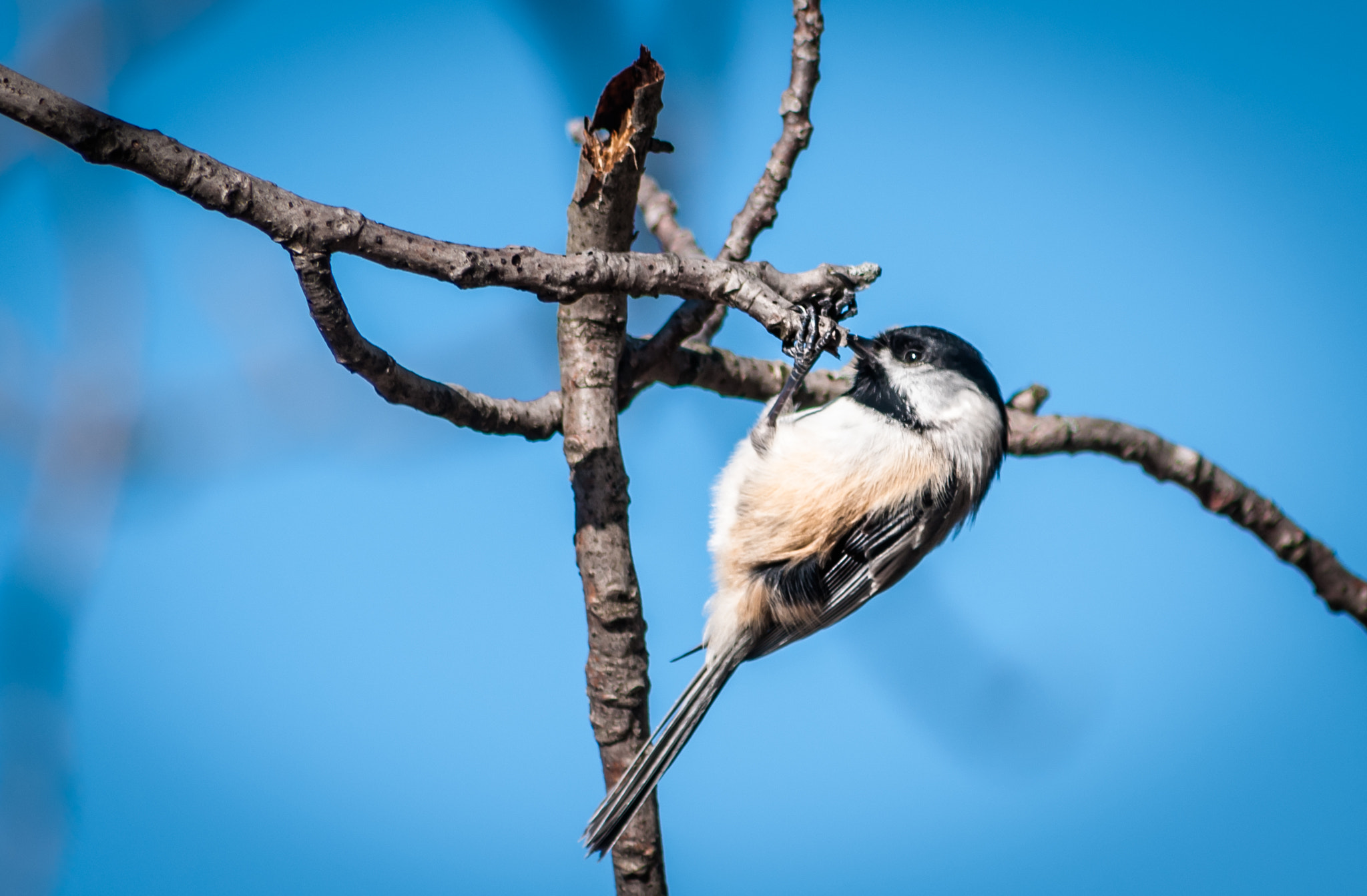 Sigma 70-300mm F4-5.6 APO DG Macro sample photo. Little chickadee photography