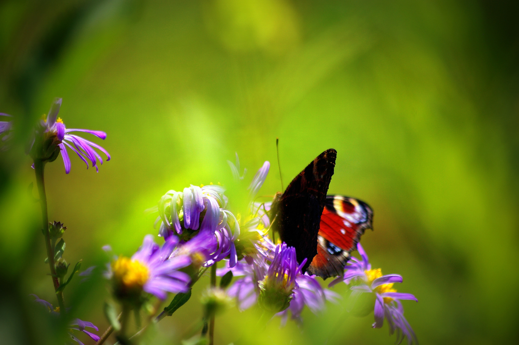 Pentax smc DA 50-200mm F4-5.6 ED sample photo. Butterlfy photography