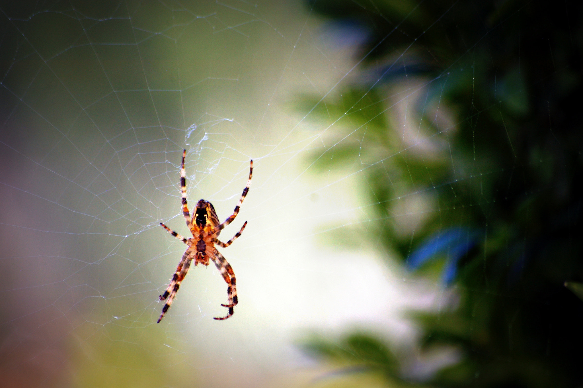 Pentax K100D + Pentax smc DA 50-200mm F4-5.6 ED sample photo. Cross spider in web photography