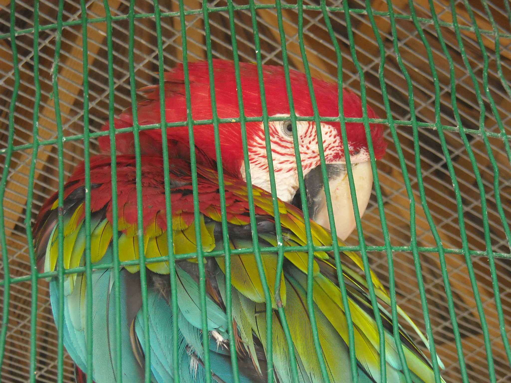 Nikon Coolpix L16 sample photo. Parrot photography