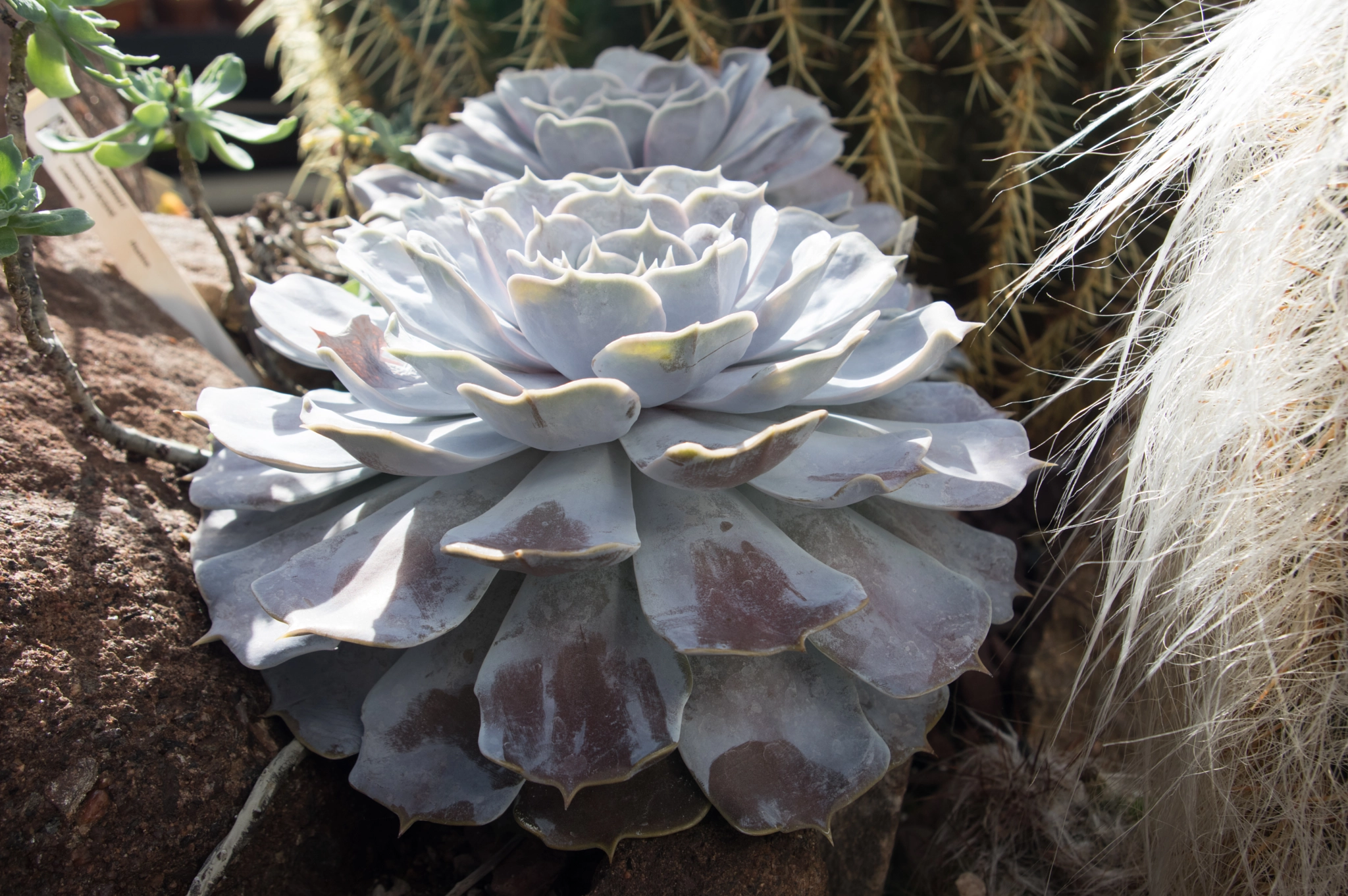 Pentax smc DA 18-55mm F3.5-5.6 AL sample photo. Echeveria lilacina photography