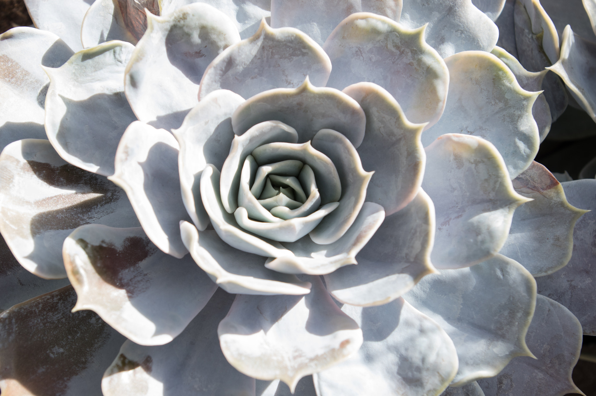Pentax smc DA 18-55mm F3.5-5.6 AL sample photo. Echeveria lilacina photography