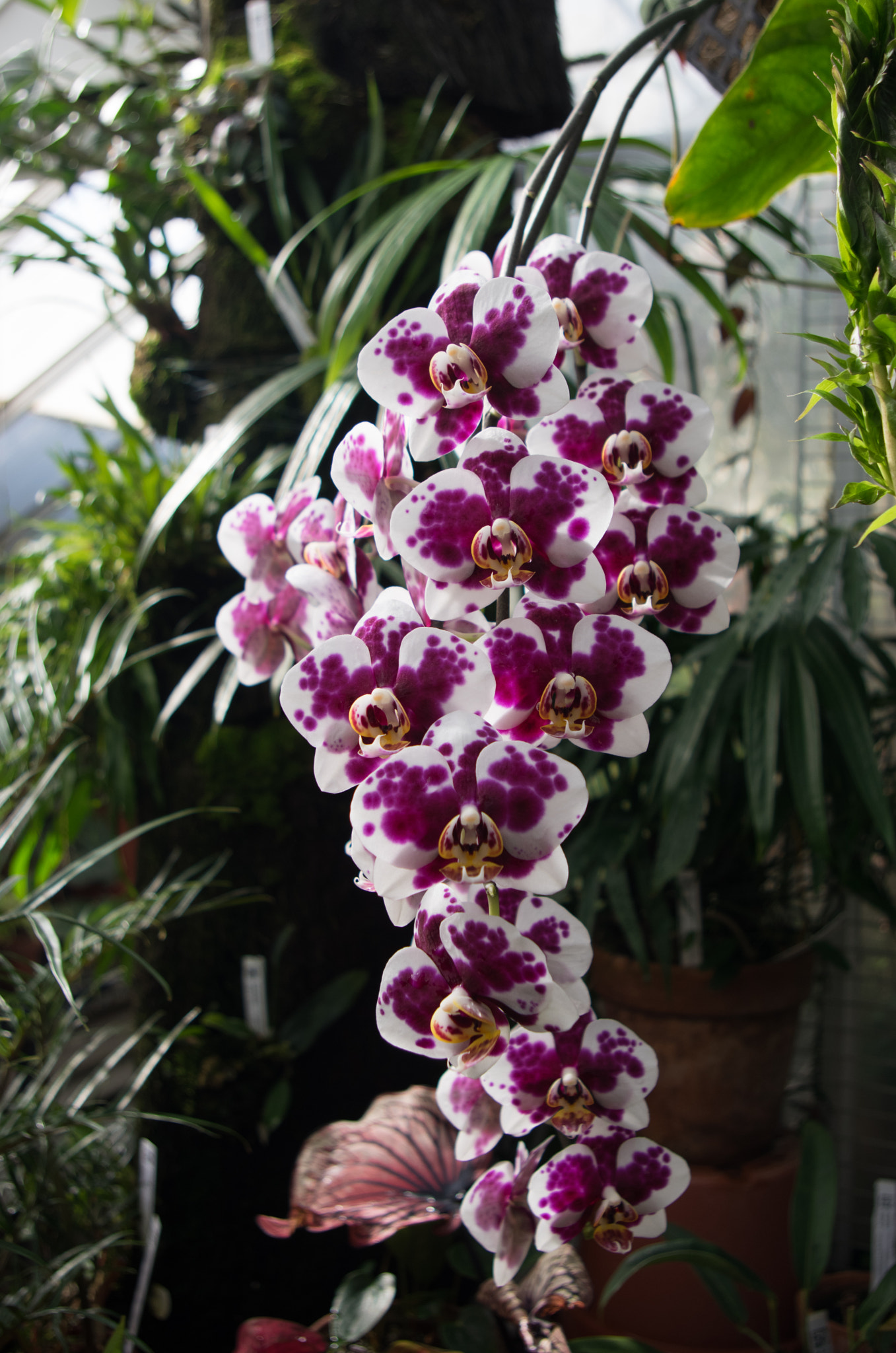Pentax K-3 sample photo. Orchids photography
