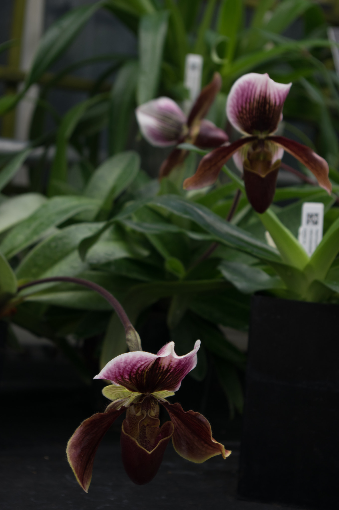 Pentax smc DA 18-55mm F3.5-5.6 AL sample photo. Three orchids photography