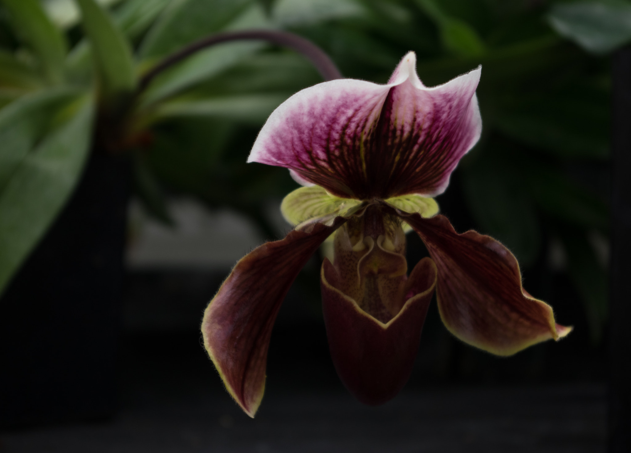 Pentax smc DA 18-55mm F3.5-5.6 AL sample photo. Paphiopedilum 't.w. abbot' photography