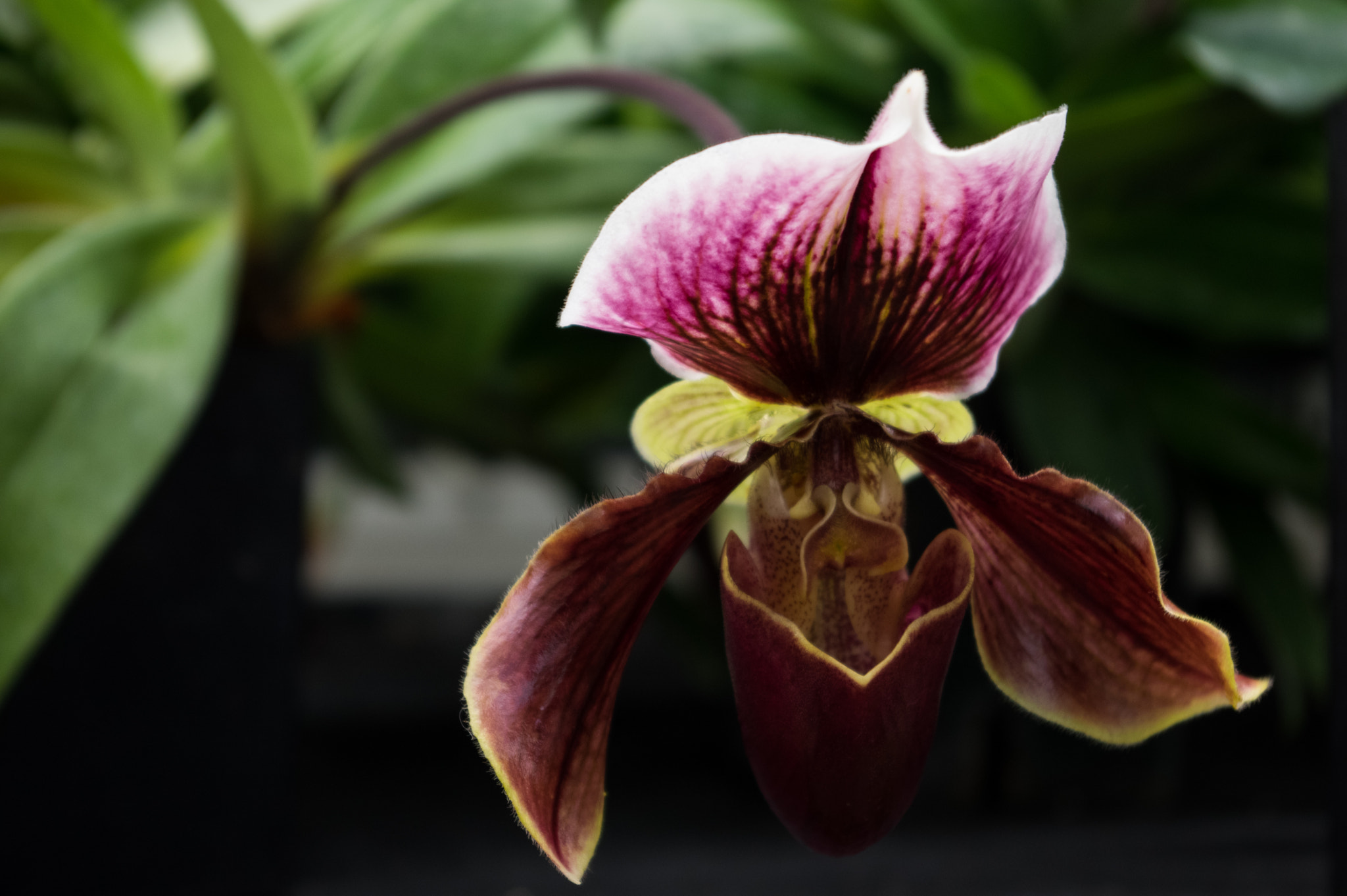 Pentax smc DA 18-55mm F3.5-5.6 AL sample photo. Paphiopedilum 't.w. abbot' photography