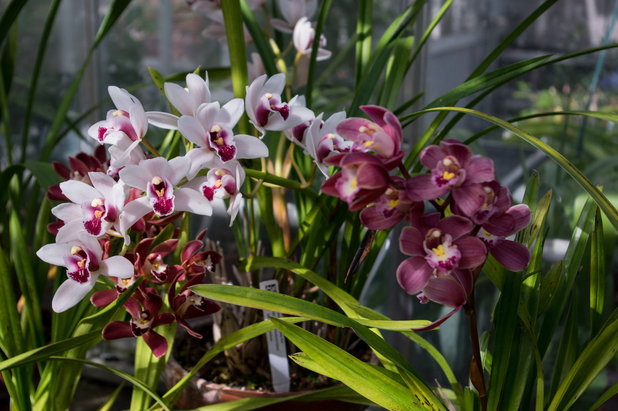 Pentax smc DA 18-55mm F3.5-5.6 AL sample photo. Cymbidiums photography