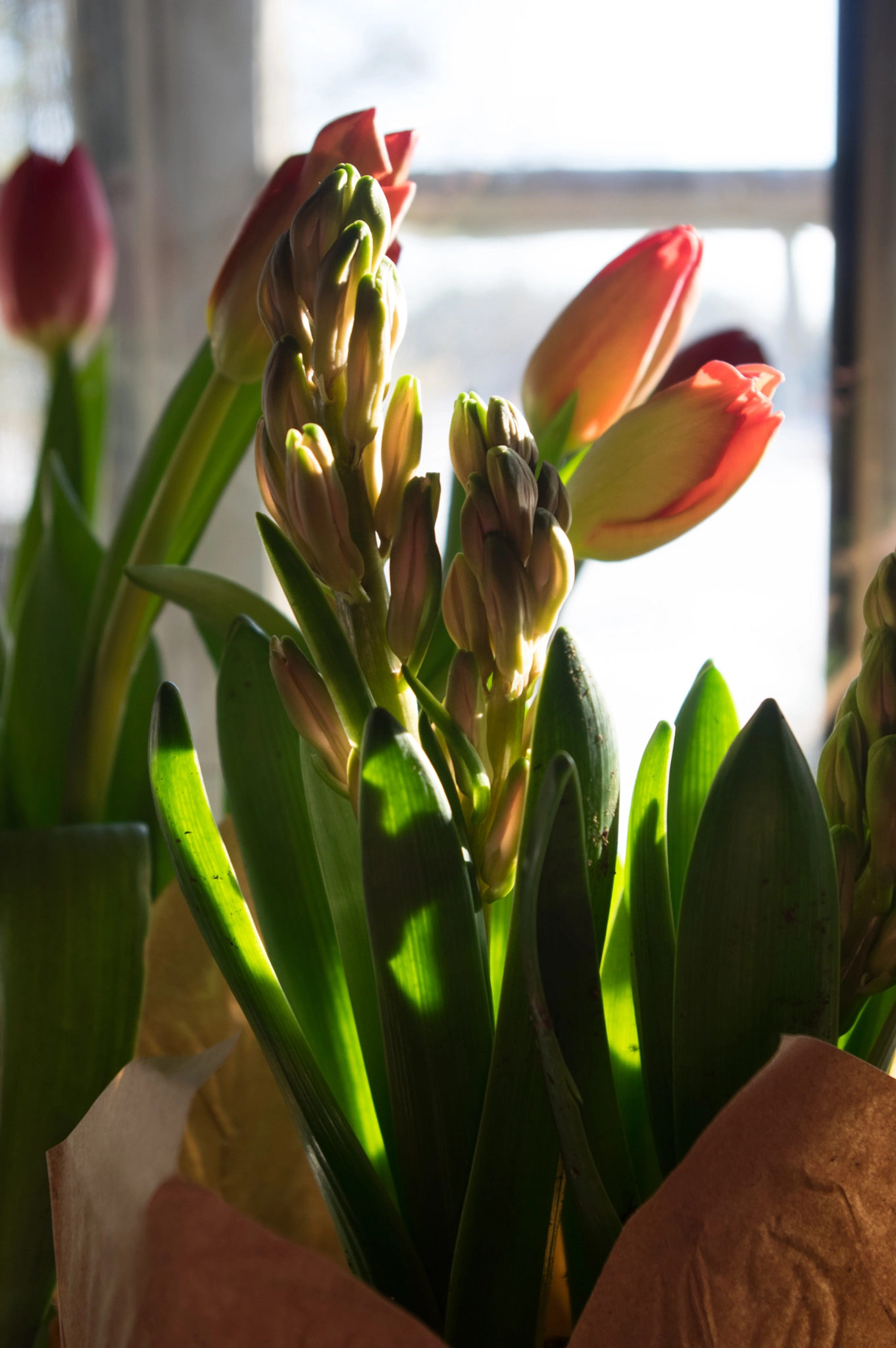 Pentax smc DA 18-55mm F3.5-5.6 AL sample photo. Tulips and hyacinths photography