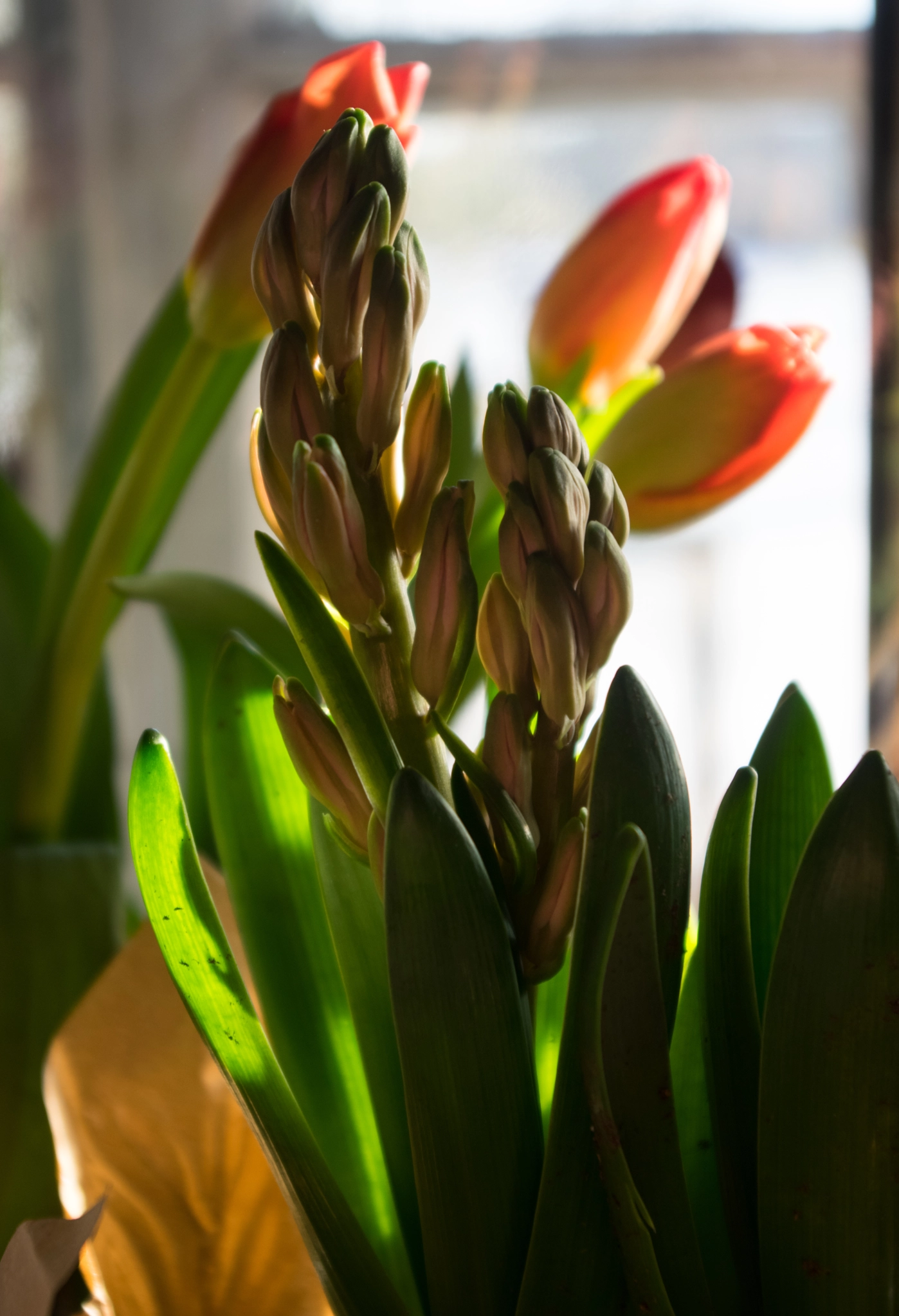 Pentax smc DA 18-55mm F3.5-5.6 AL sample photo. Tulips and hyacinths photography