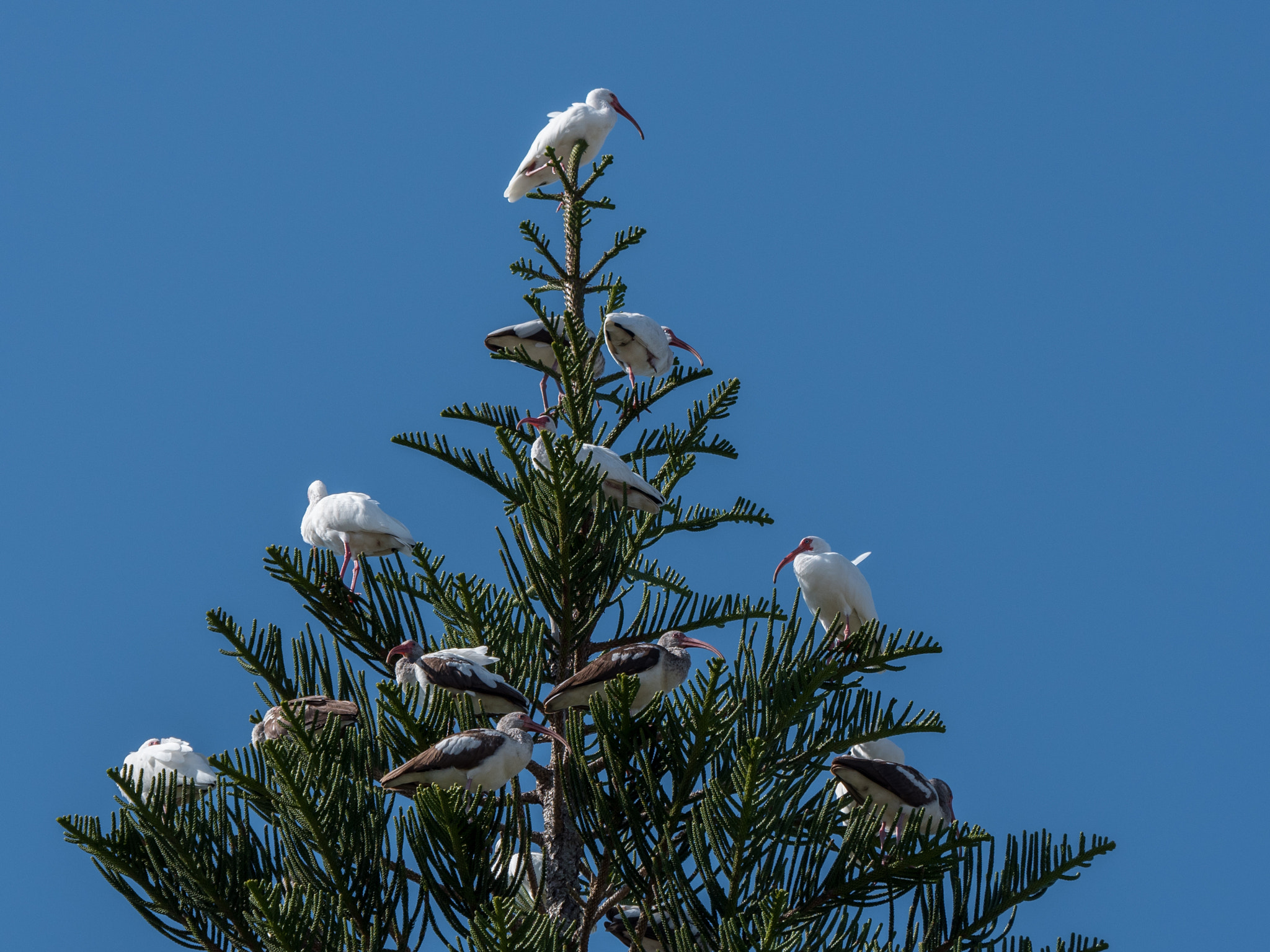 Panasonic Lumix DMC-GH4 sample photo. Ibis ornaments photography