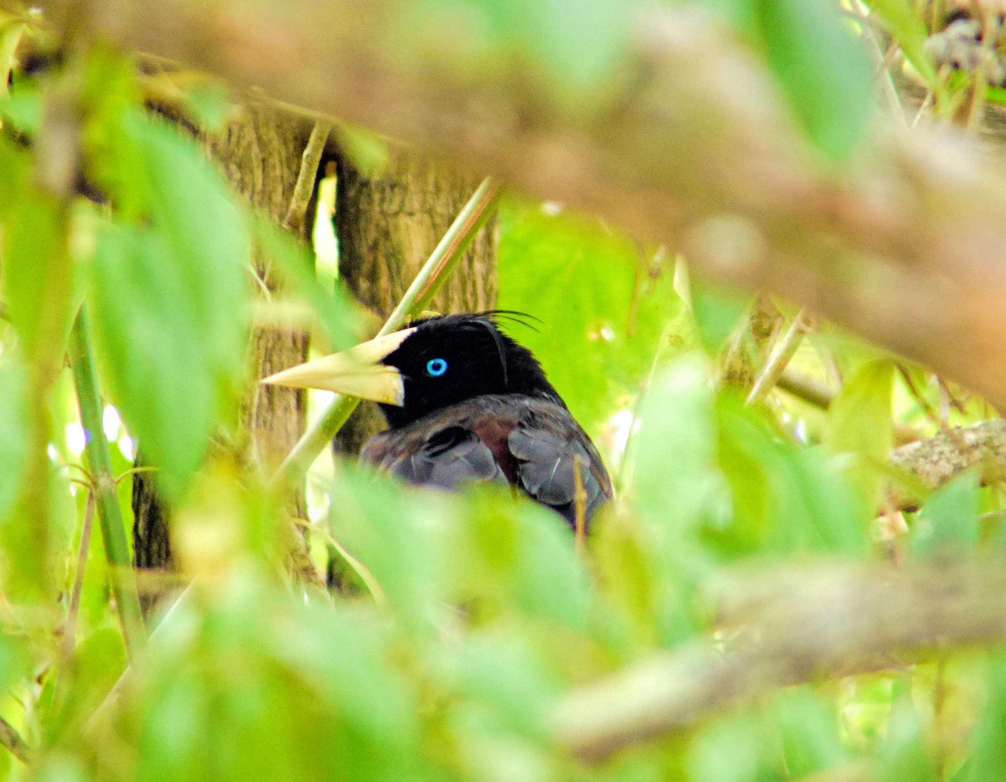 Panasonic Lumix G Vario 45-200mm F4-5.6 OIS sample photo. Oropendola photography
